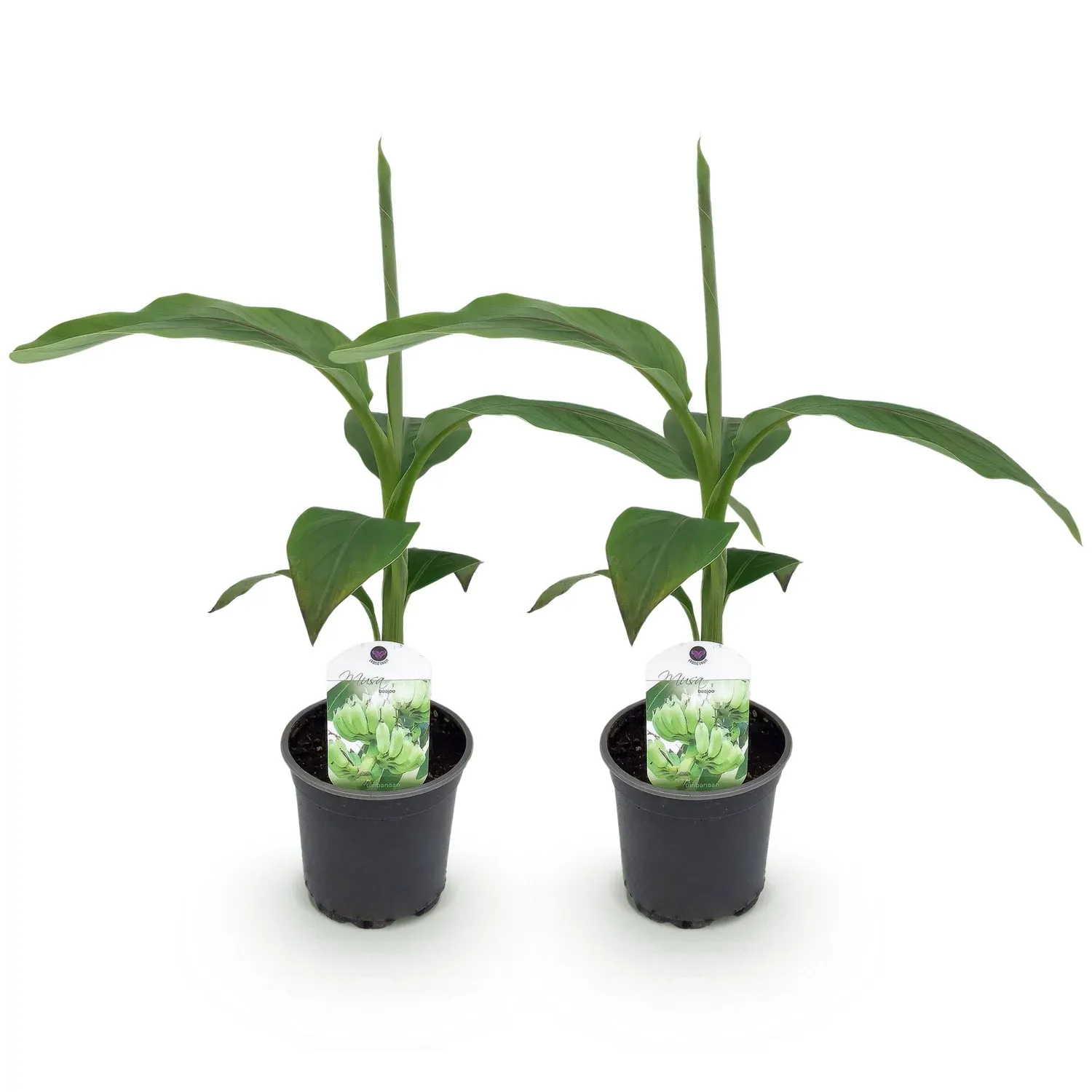 PLANT AND STORIES Bananier rustique Musa basjoo plante pot 12 cm 2 plants rustique
