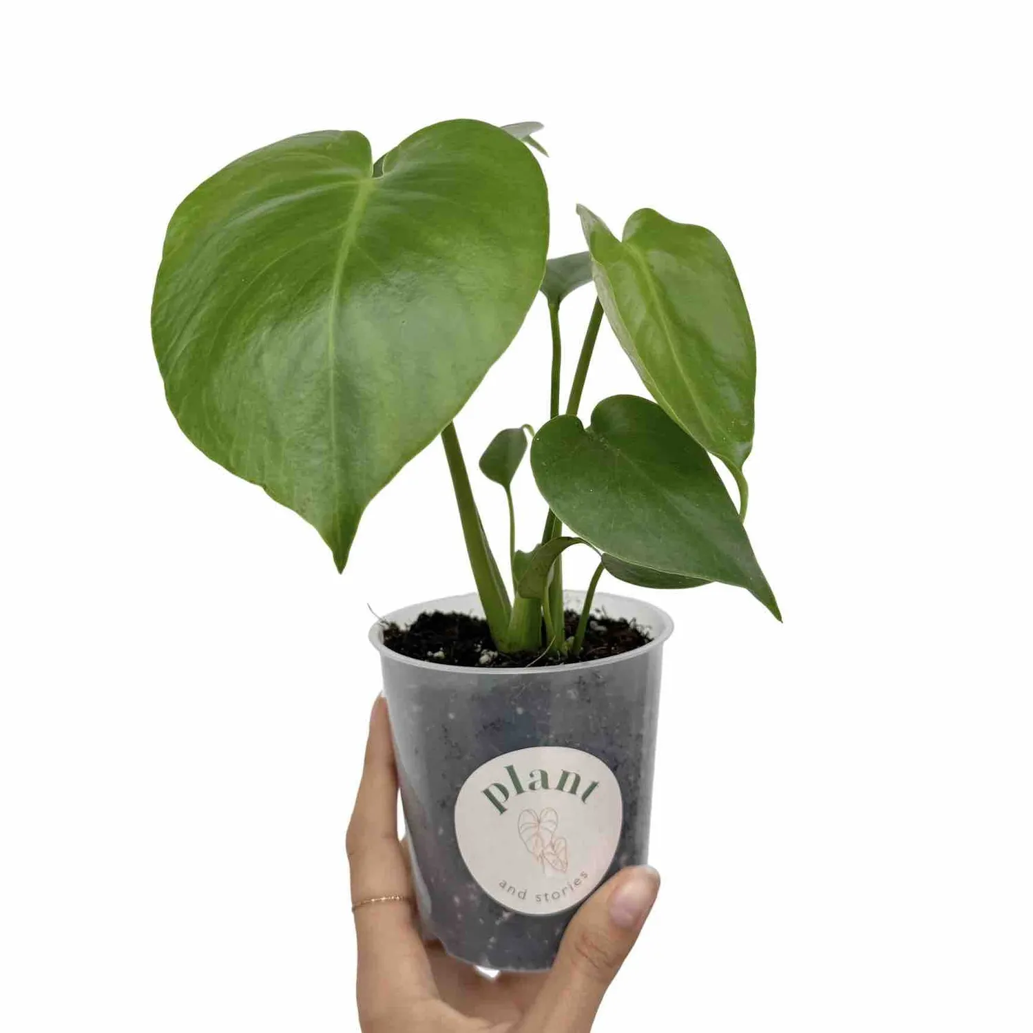 Plant and Stories Monstera Deliciosa plante pot 6cm découpée