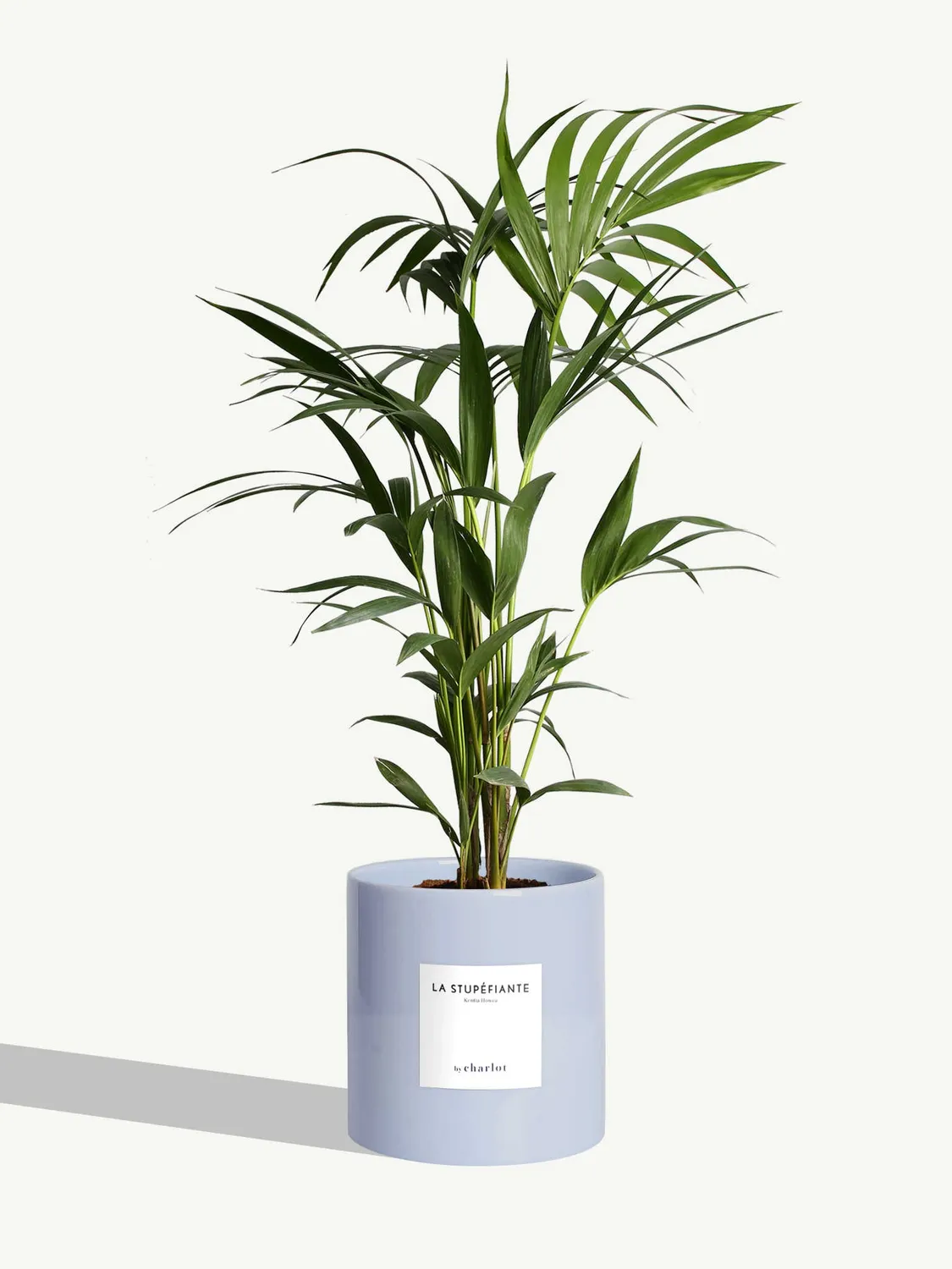 By Charlot La Stupéfiante palmier Kentia grande plante