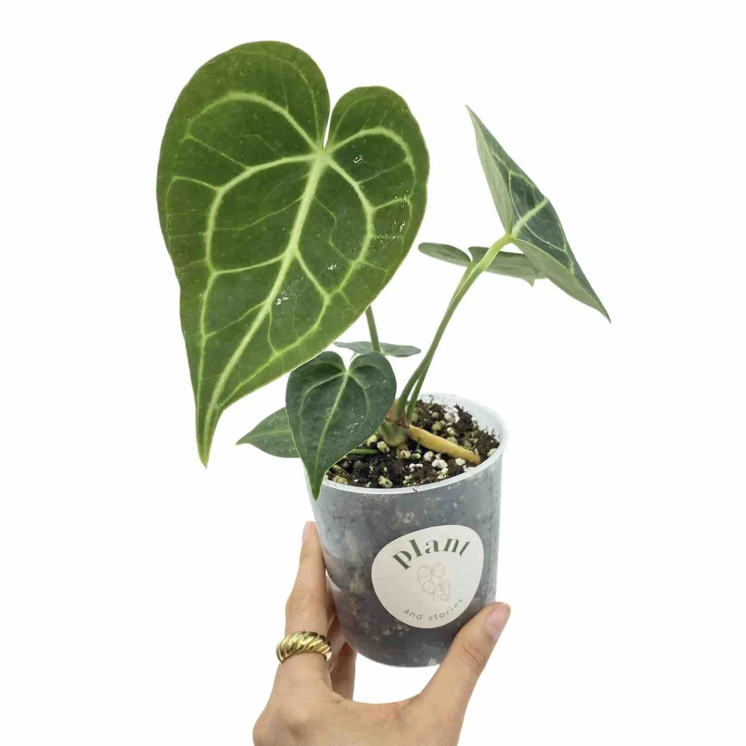Plant and Stories Anthurium Clarinervium plante velours 12cm