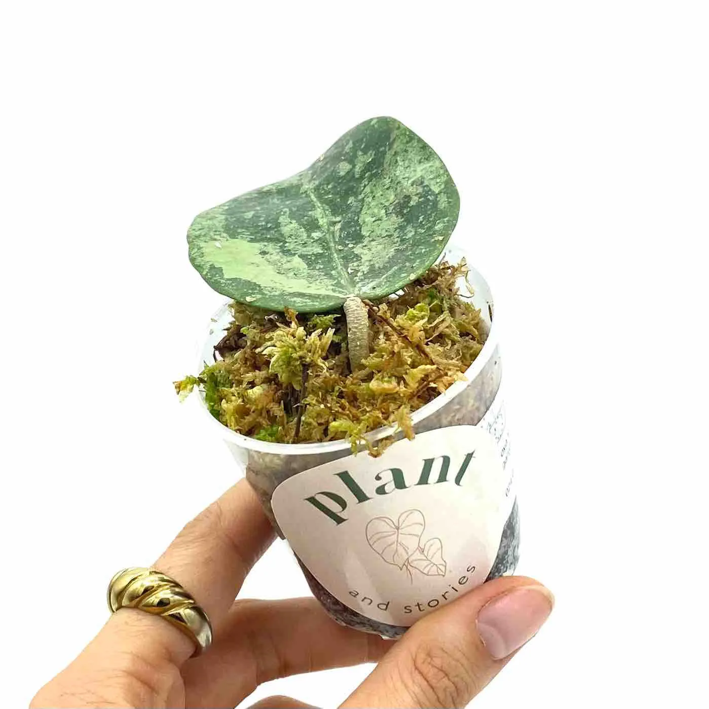 Plant and Stories Hoya Verticillata Nganjuk Plante Pot 6cm Grimpante