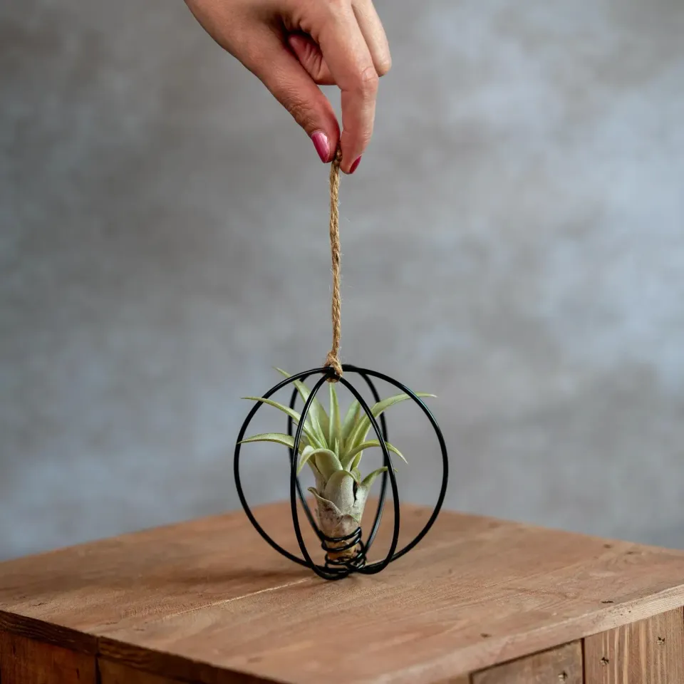 Airplantshop X-Mas Ball boule Noël noire Tillandsia