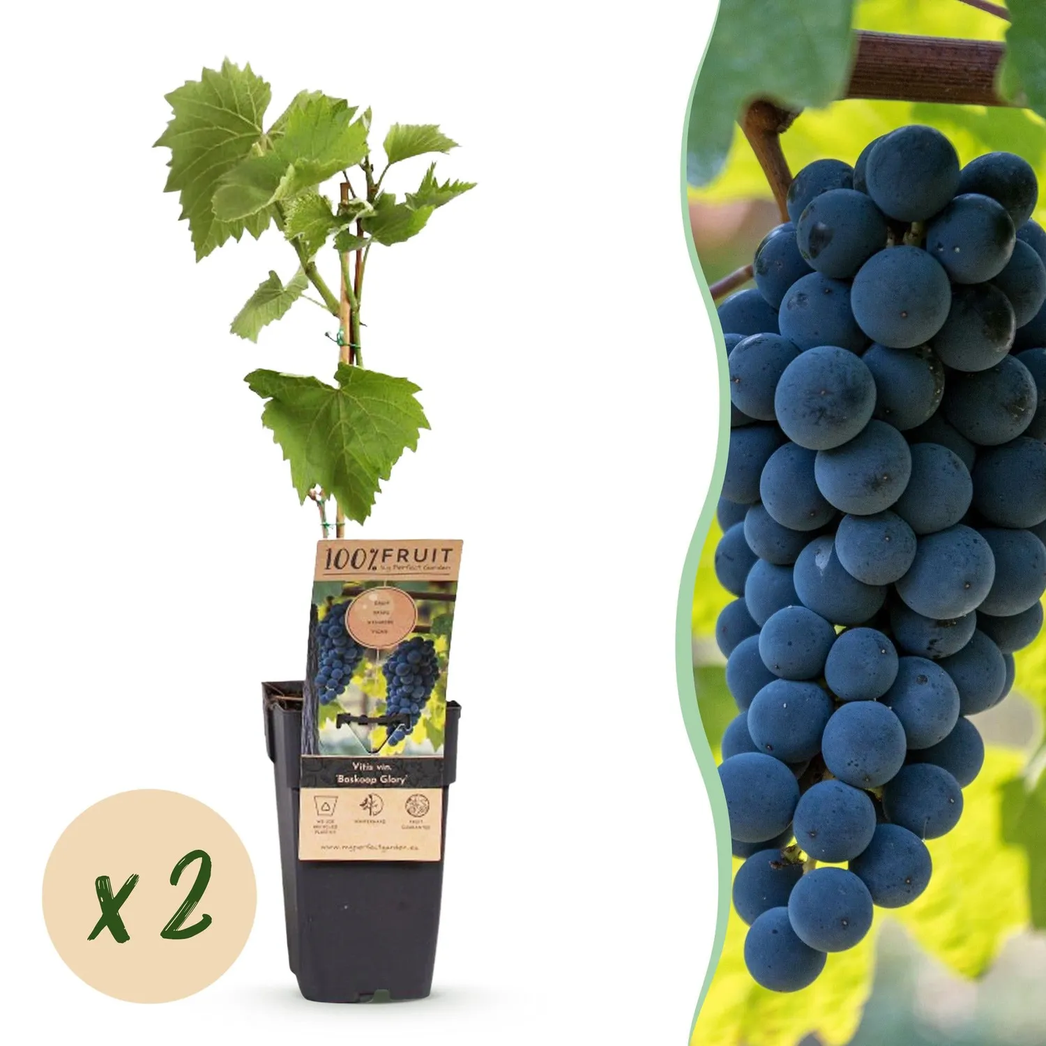 PLANT AND STORIES Vigne Boskoop Glory 2 plants raisin bleu