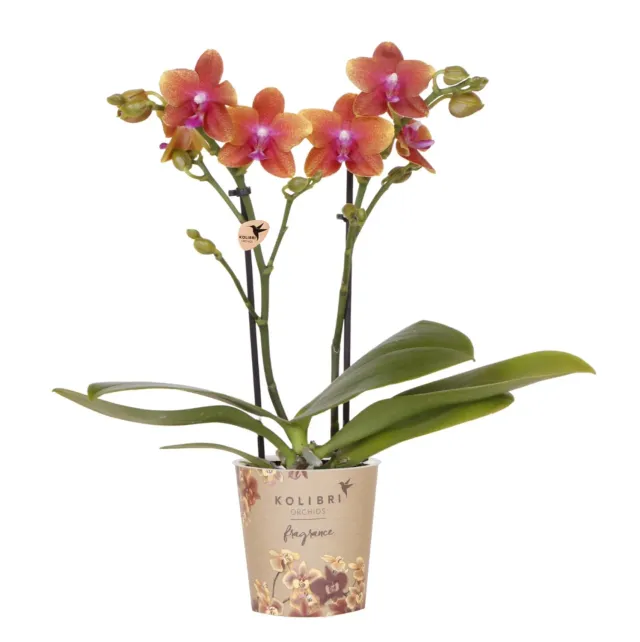 Plant and Stories Fragrance orchidée orange parfumée 9 cm