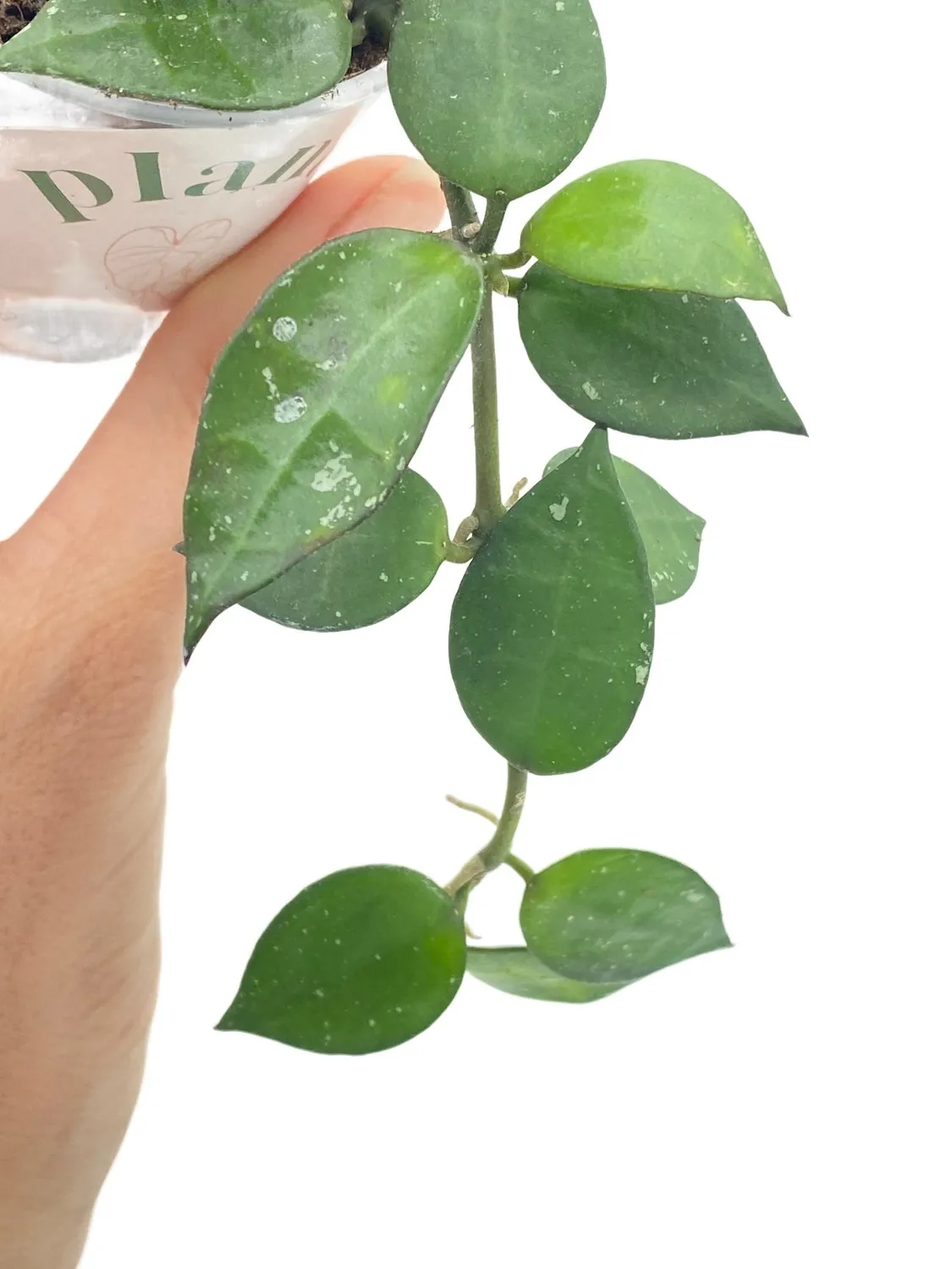 Plant and Stories Krohniana hoya argenté pot 6 cm