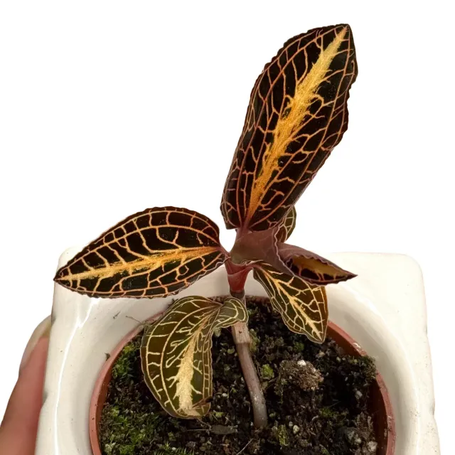 Plant and Stories Anoectochilus Chapaensis orchidée pot 6 cm dorée