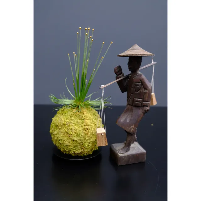 Oh My Green Mikado Syngonanthus kokedama taille S