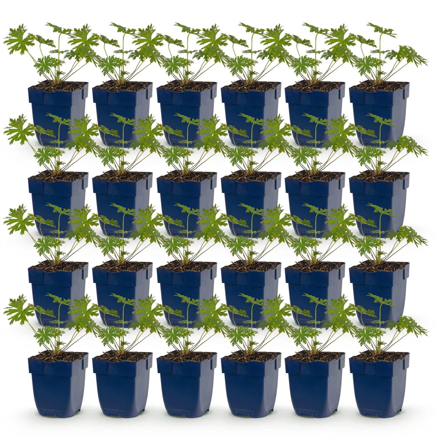 Plant and Stories Géranium Vivace Tricolore couvre-sol 6 plants