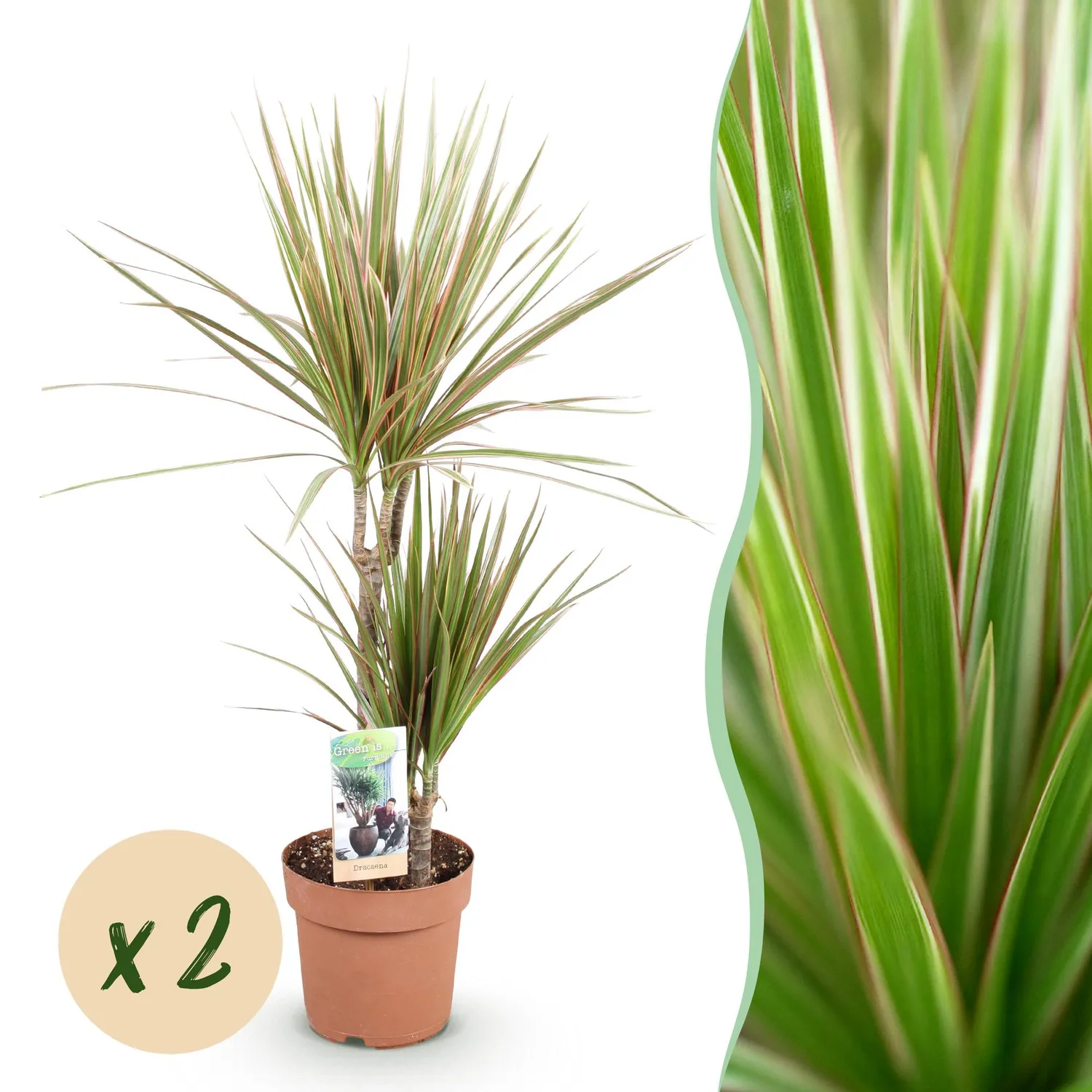 Plant and Stories dracaena Marginata Bicolor plante lot 2