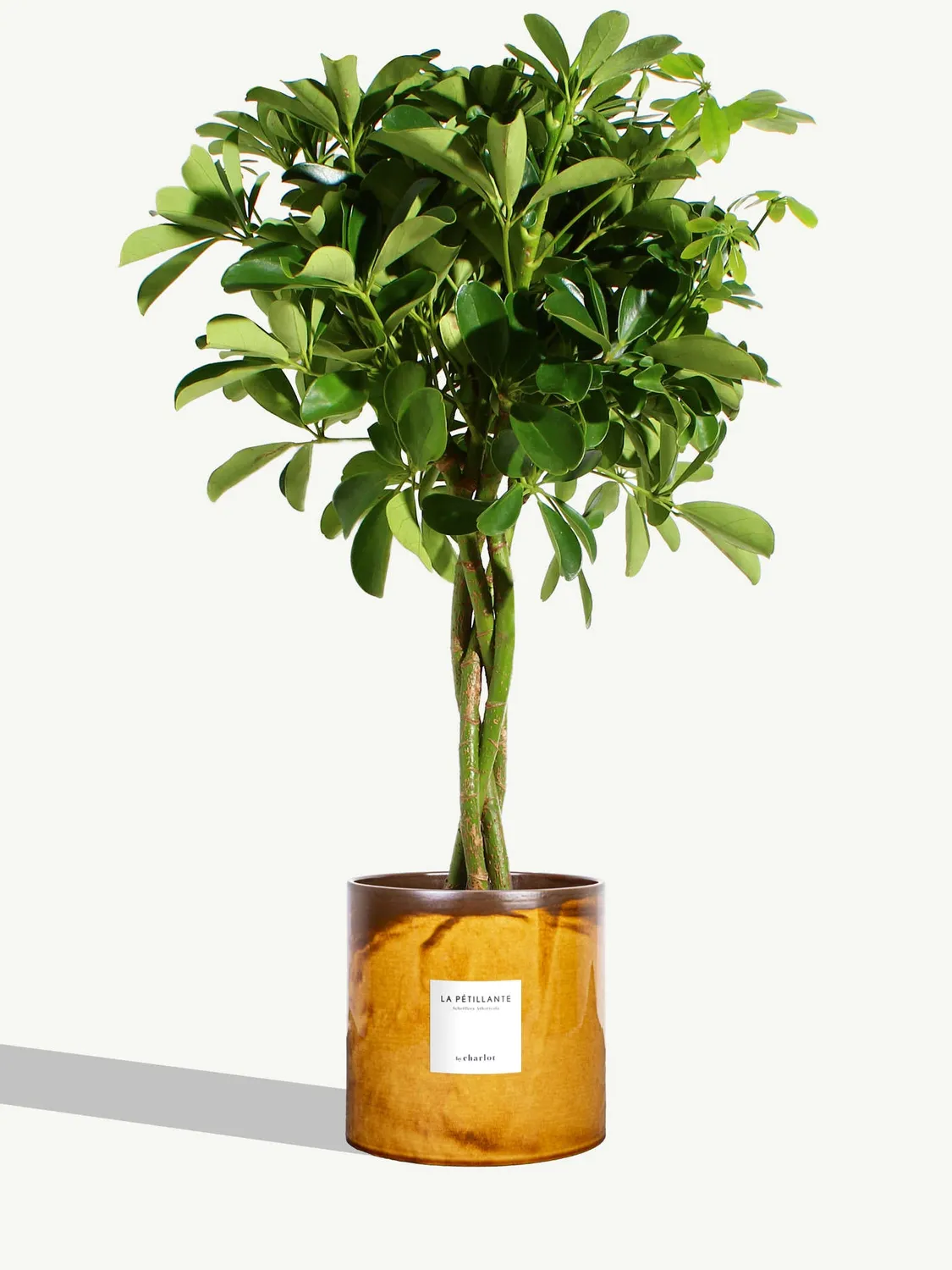 By Charlot La Pétillante schefflera plante pot 18 cm
