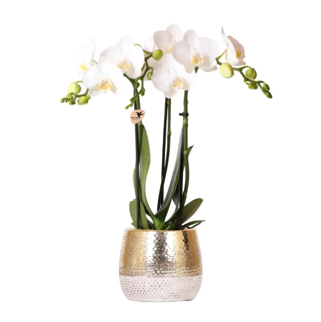 Plant and Stories orchidée Phalaenopsis blanche 9cm doré 40cm