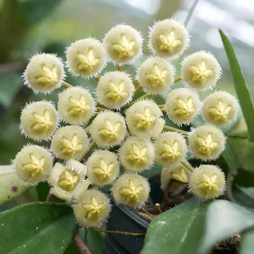 Plant and Stories Hoya Mirabilis plante d’intérieur pot 6cm velours