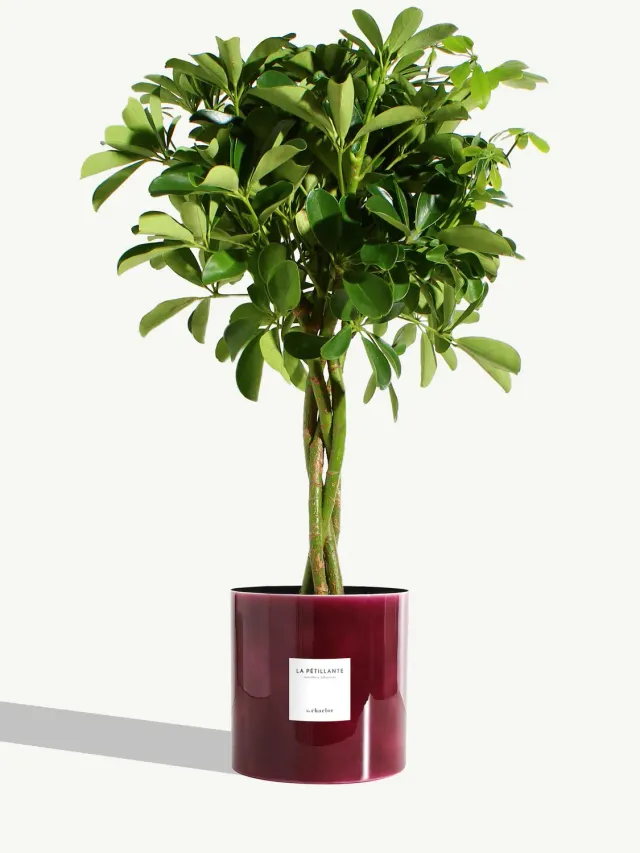 By Charlot La Pétillante très grande plante pot Métal Pourpre
