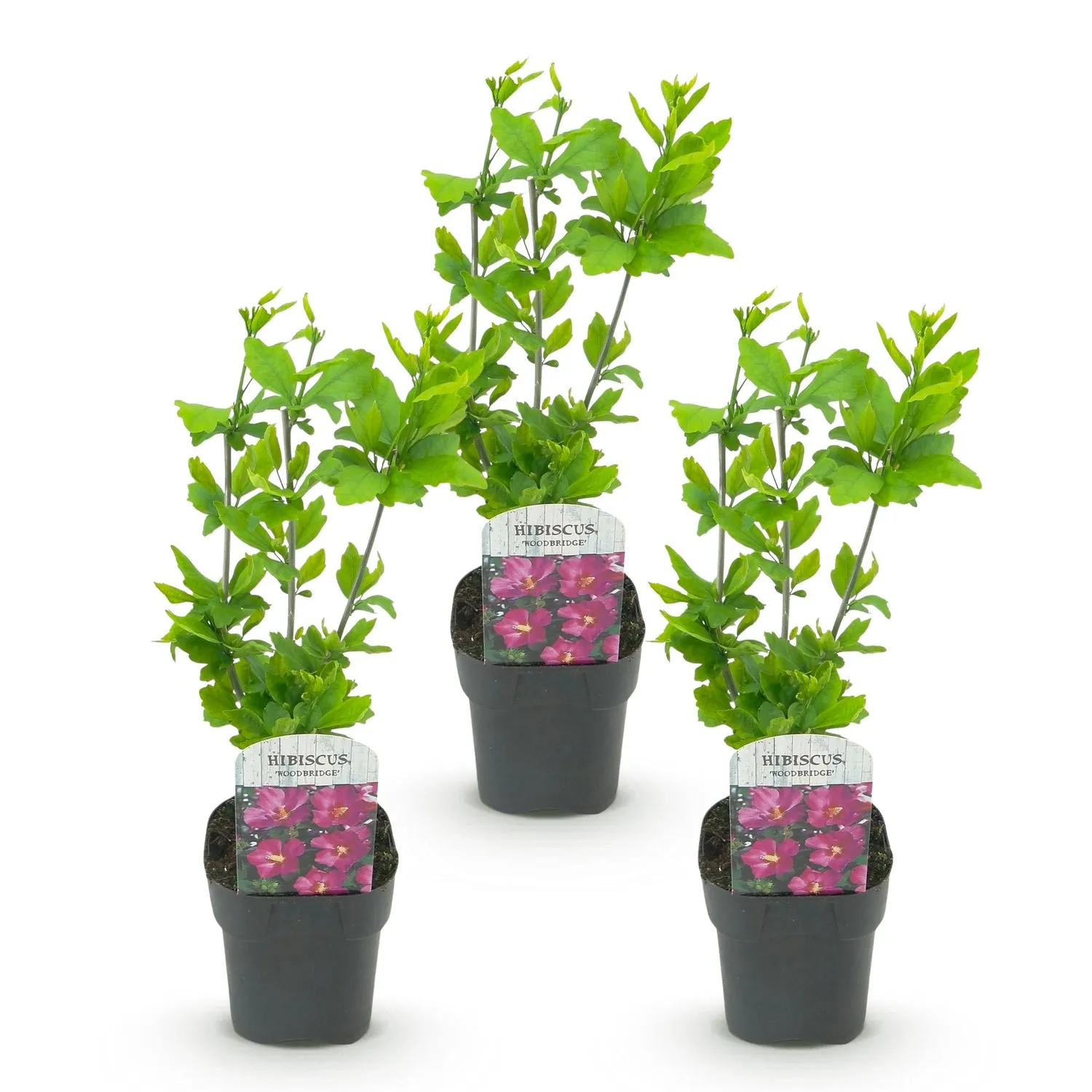 Plant and Stories Woodbridge hibiscus 1 plant pot 17 cm