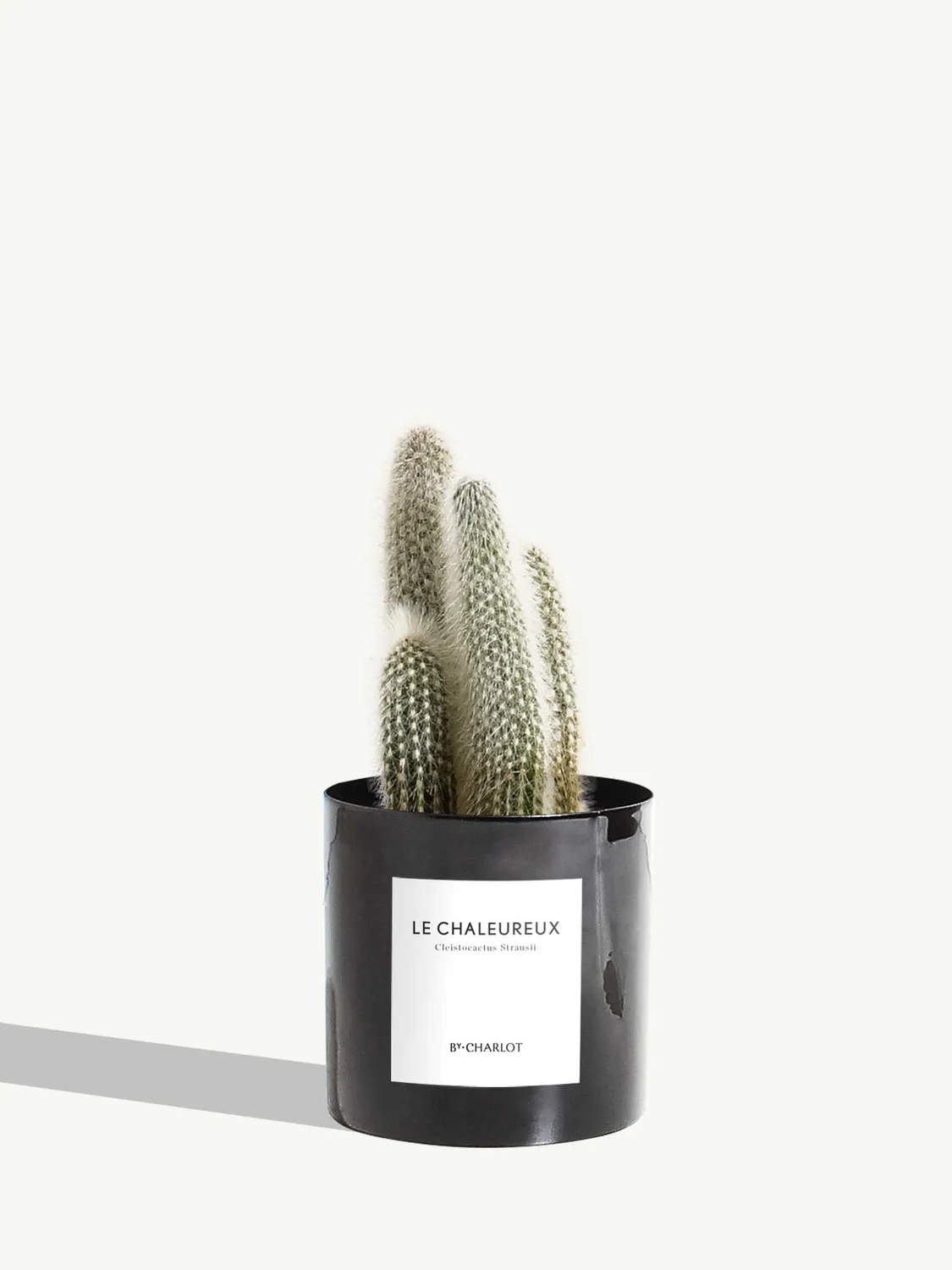 By Charlot Le Chaleureux cactus Cleistocactus pot 10 cm