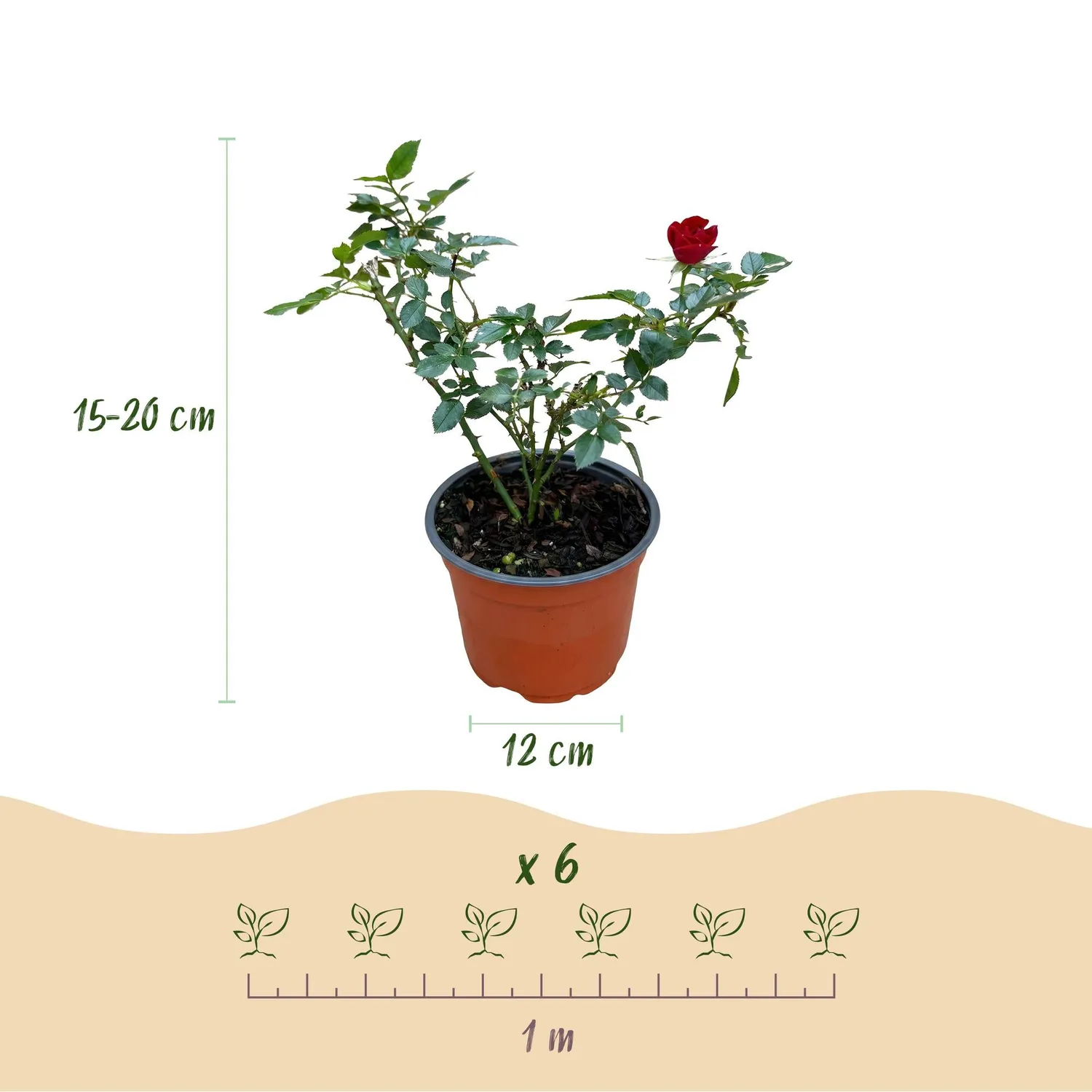 Plant and Stories The Fairy rosier couvre-sol 1 plant rouge