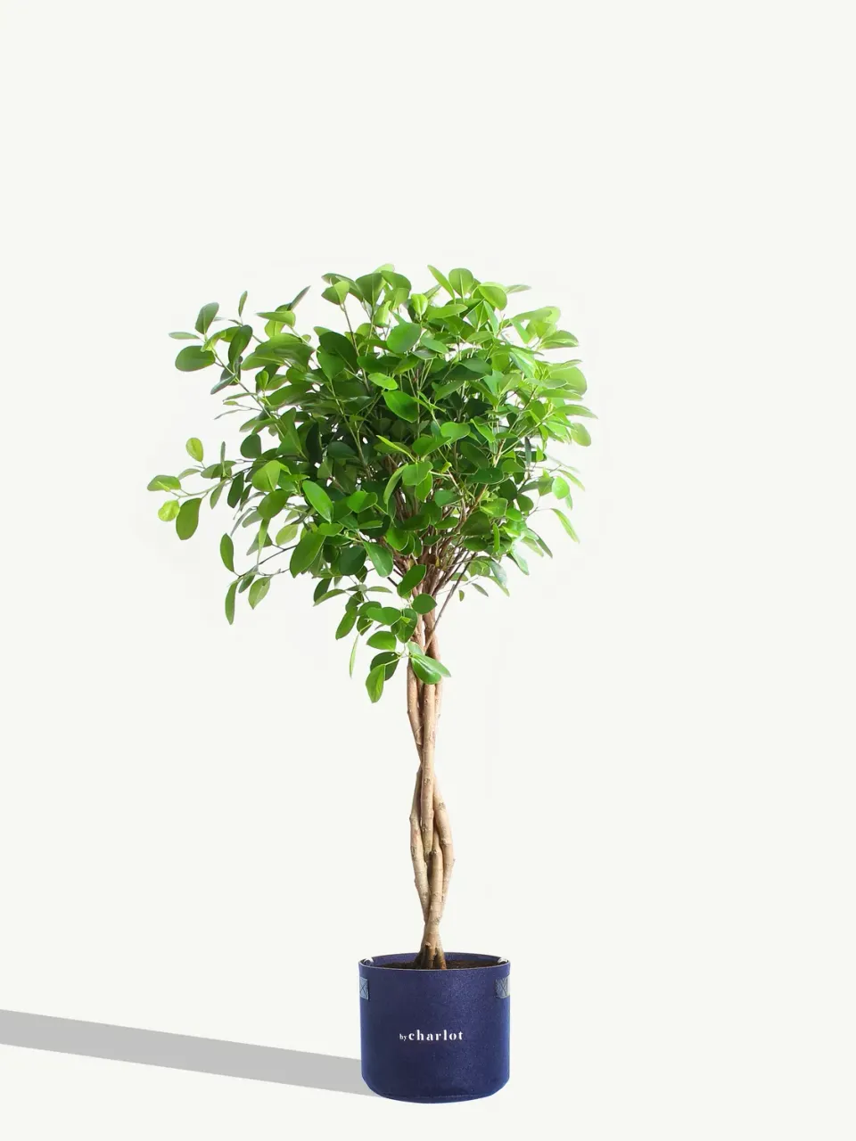 By Charlot La Sublime ficus plante seule 80-100 cm