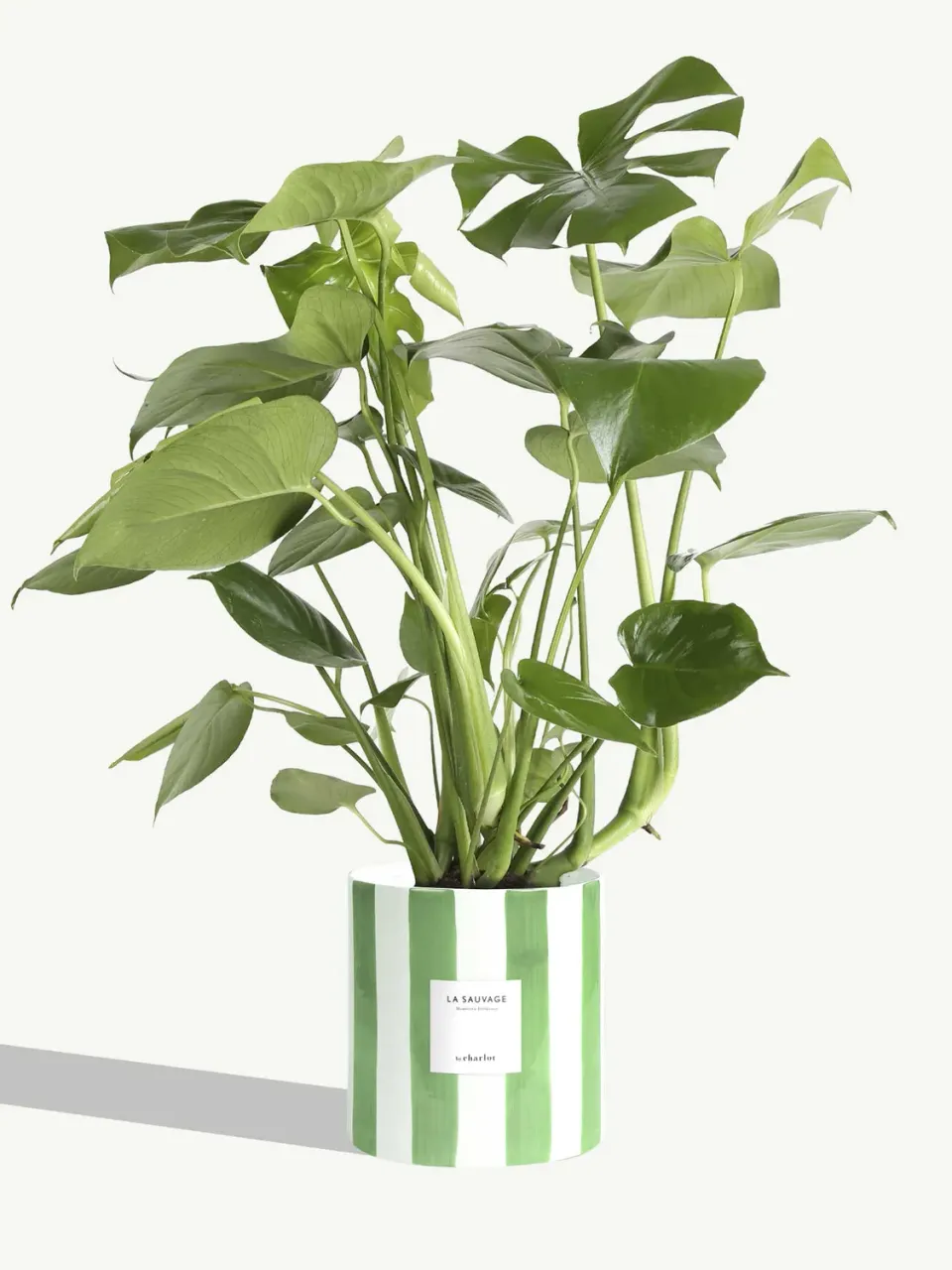 By Charlot La Sauvage monstera deliciosa grande plante pot 18 cm