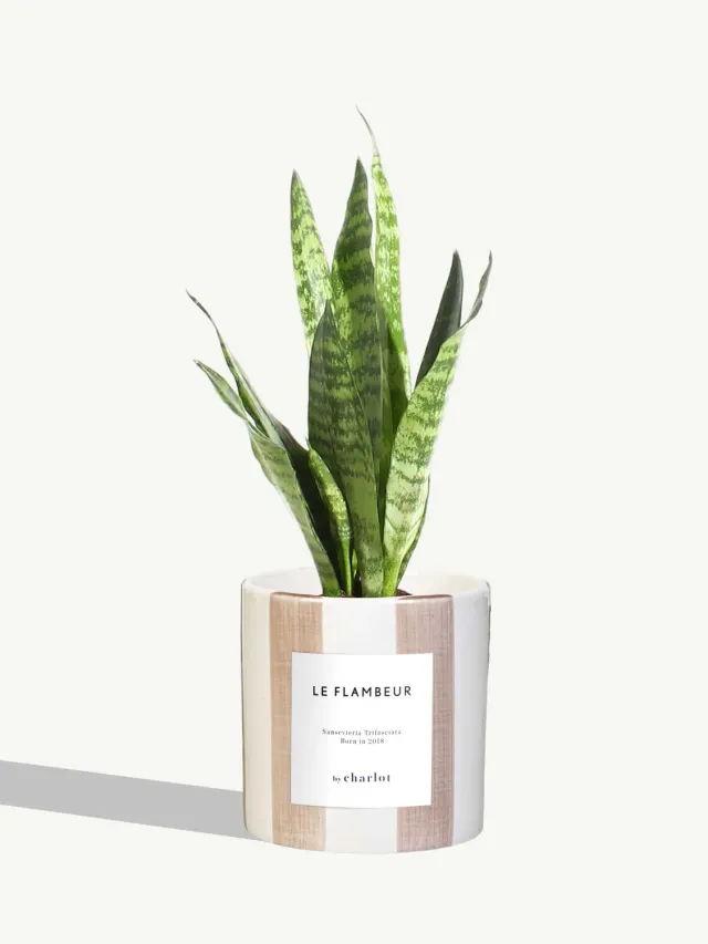 By Charlot Le Flambeur plante pot céramique rose rayé