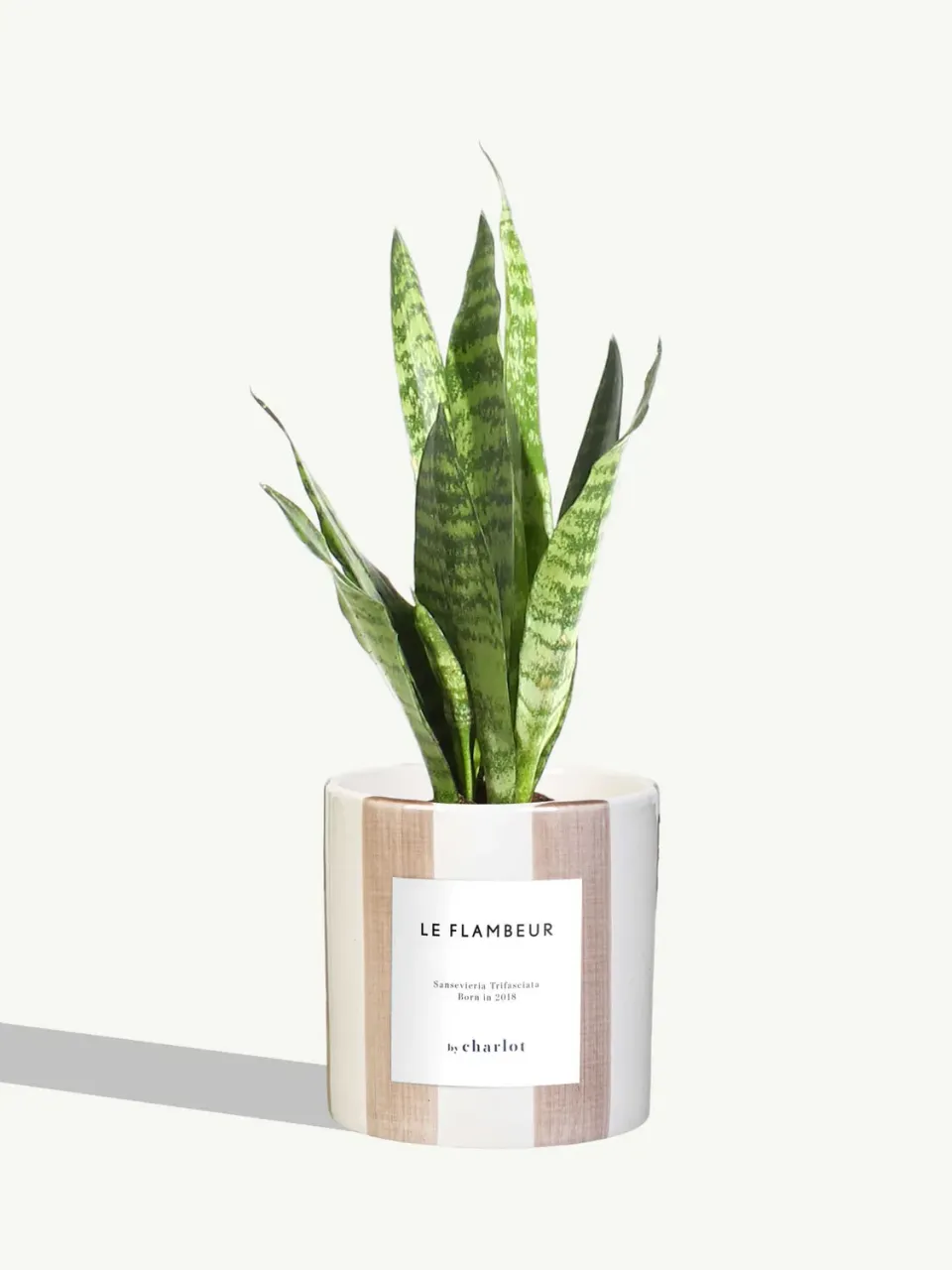 By Charlot Le Flambeur plante pot céramique rose rayé