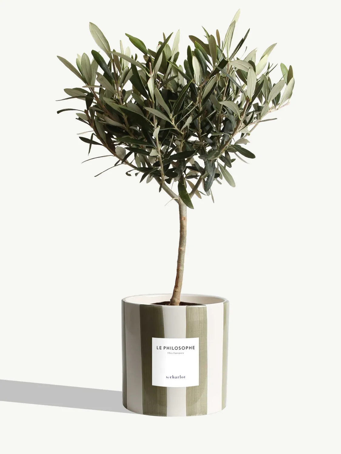By Charlot Le Philosophe plante pot M olivier
