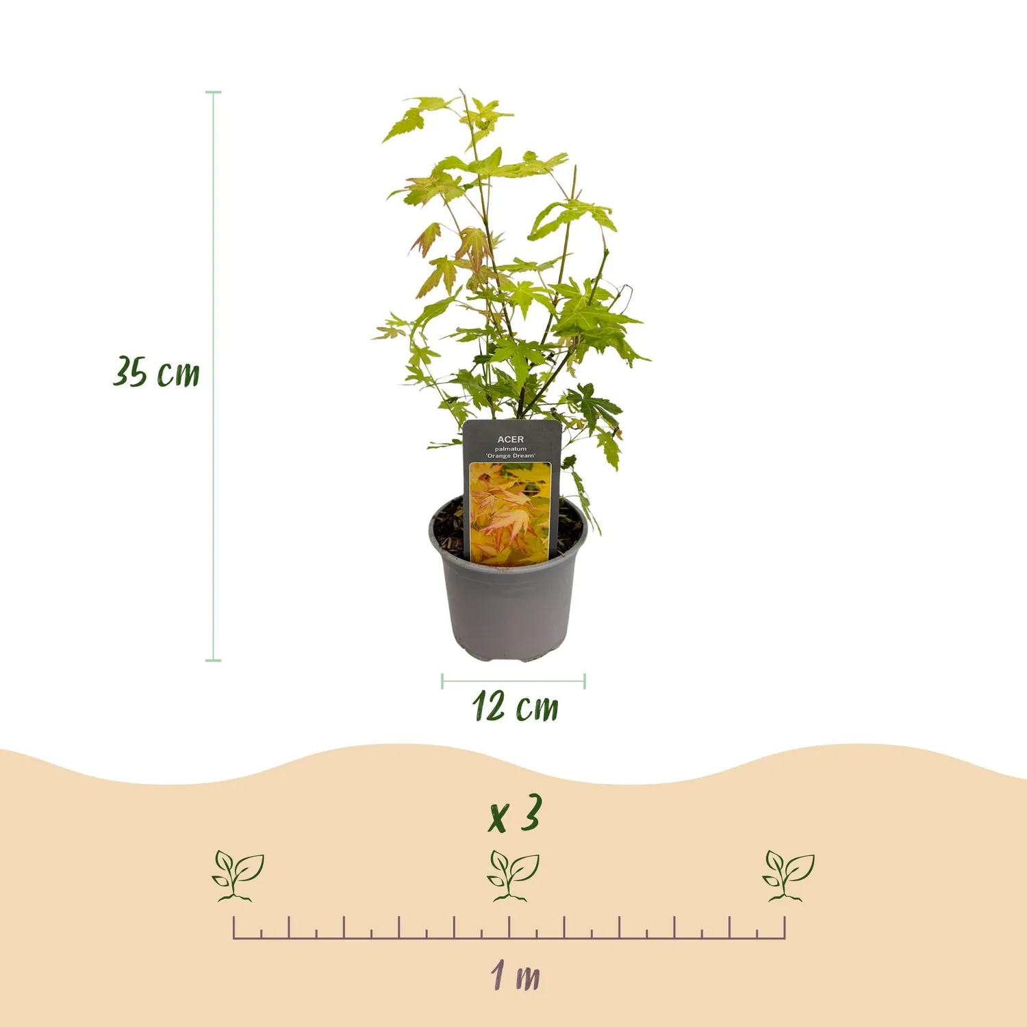 Plant and Stories Orange Dream érable du Japon 1 plant pot 12 cm