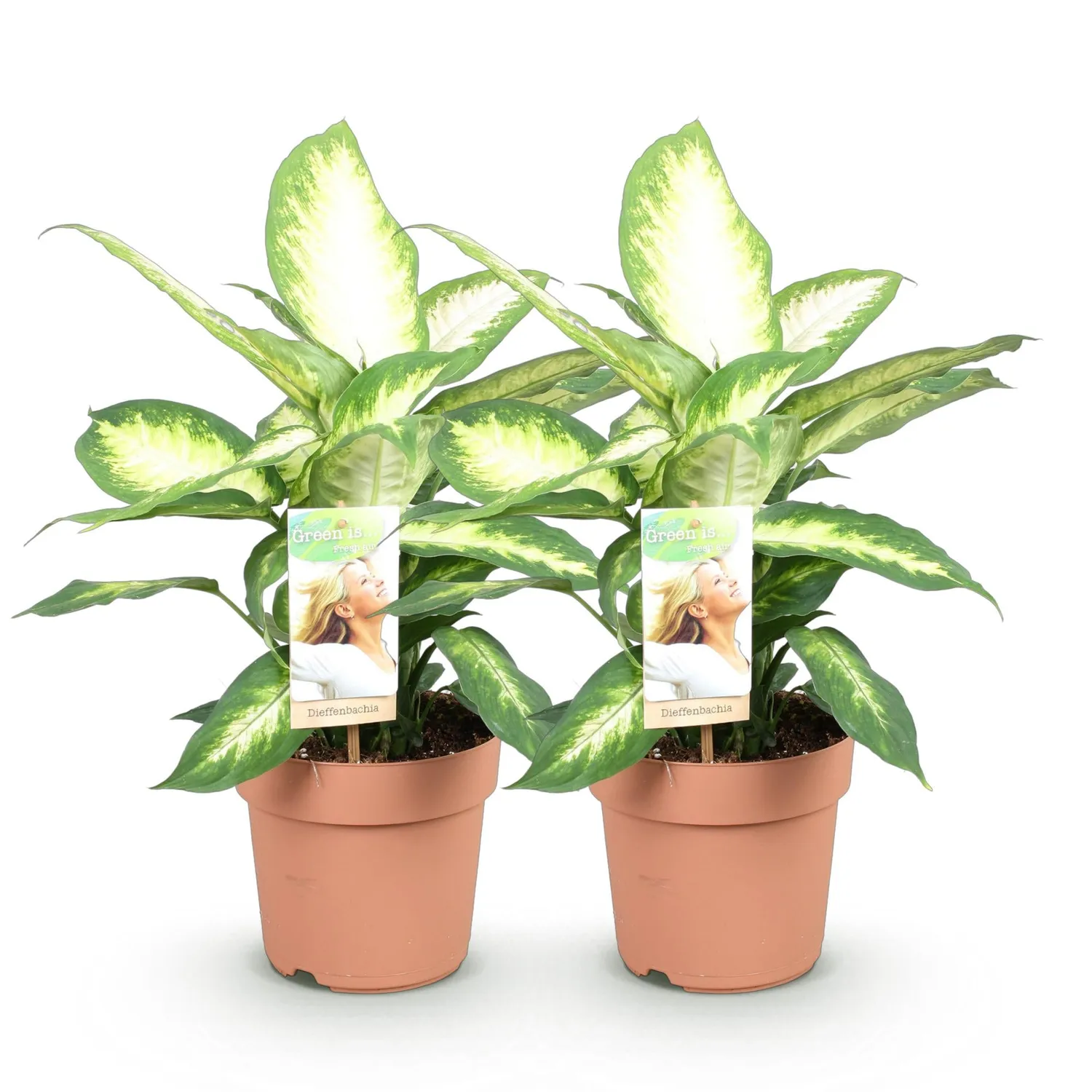 Plant and Stories Dieffenbachia Camilla plante pot 17cm 1 plante panachée