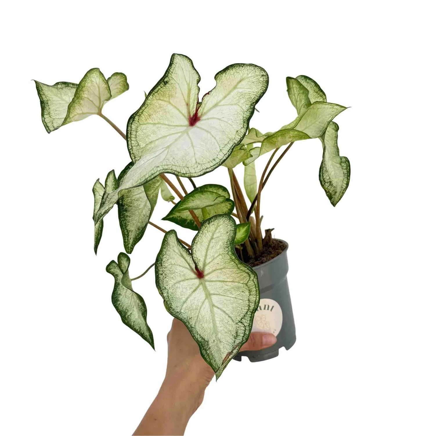 Plant and Stories Caladium White Delight plante pot feuille blanche coeur