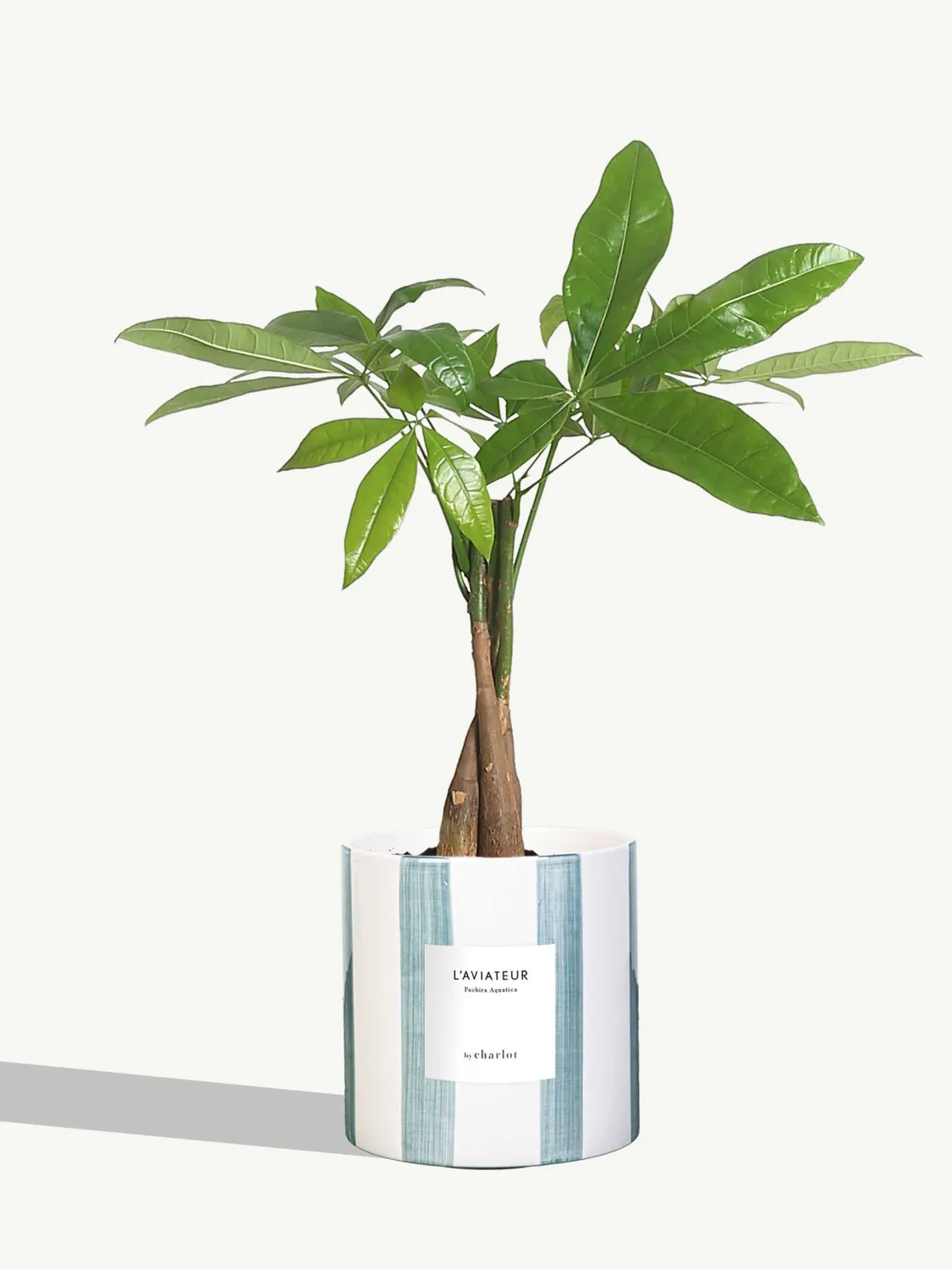 By Charlot L'Aviateur anthurium plante pot 14 cm