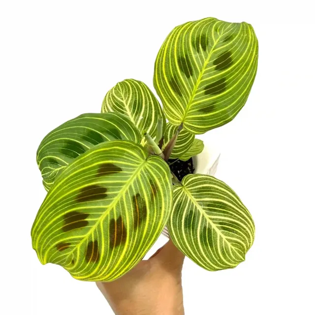 Plant and Stories Maranta Light Veins plante pot 11 cm nervures
