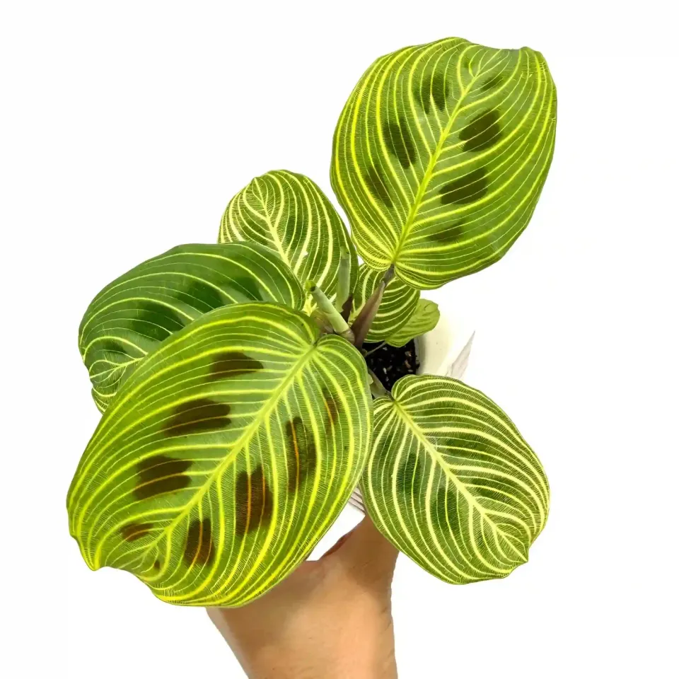 Plant and Stories Maranta Light Veins plante pot 11 cm nervures