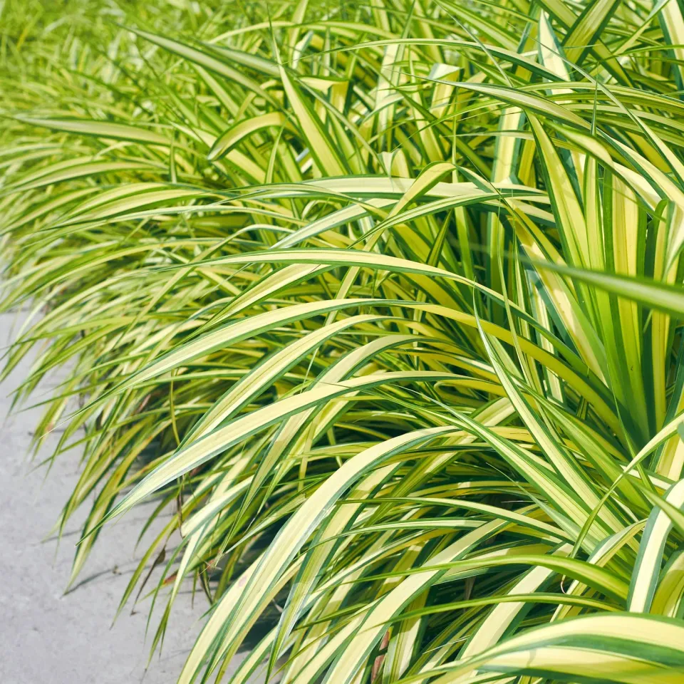 Plant and Stories Laîche Evergold Carex graminée pot 17cm 50cm