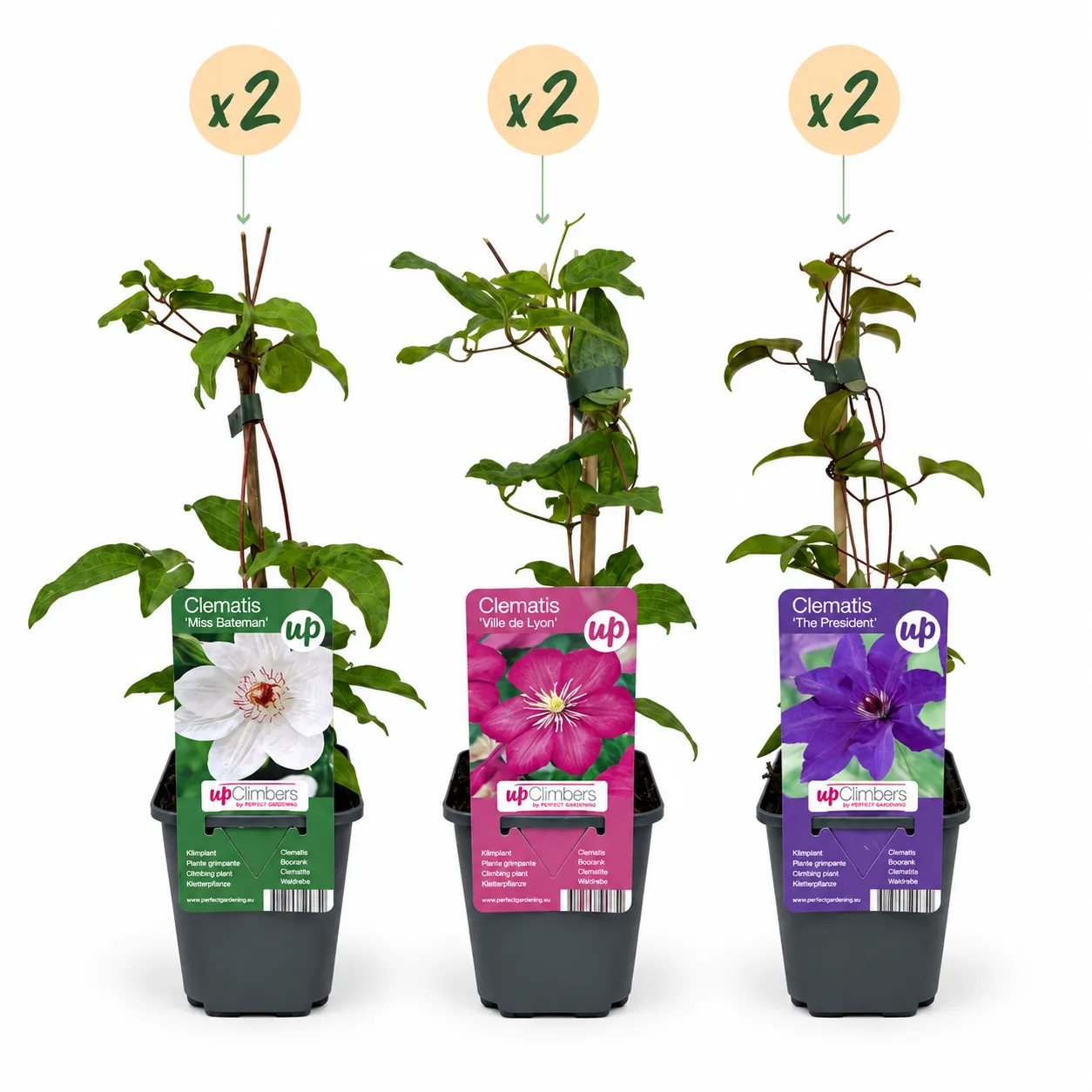 Plant and Stories Clématite Tricolore grimpante 6 plants fleurie