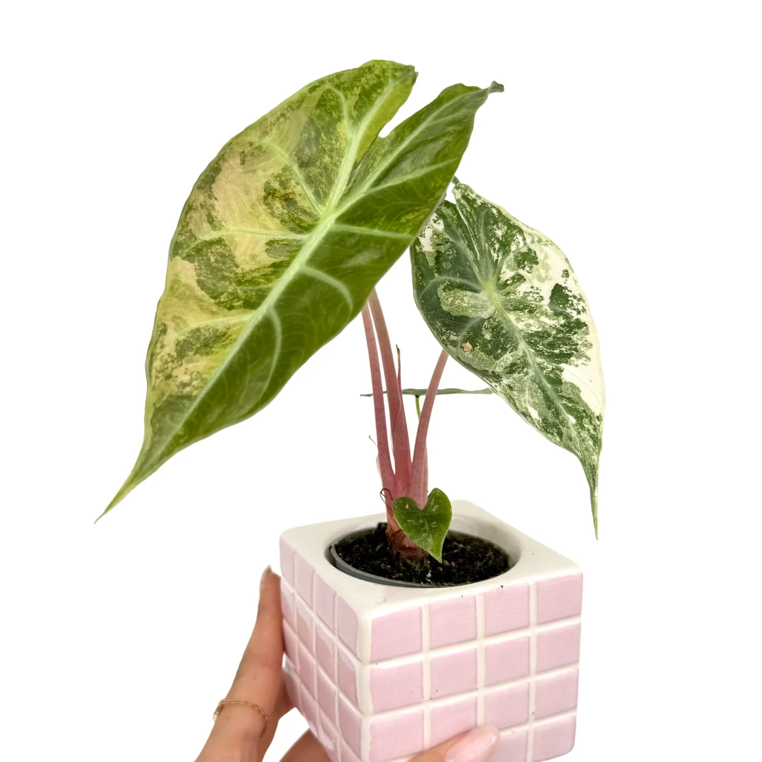 Plant and Stories Alocasia Nairobi Nights Aurea plante pot 6cm veines dorées