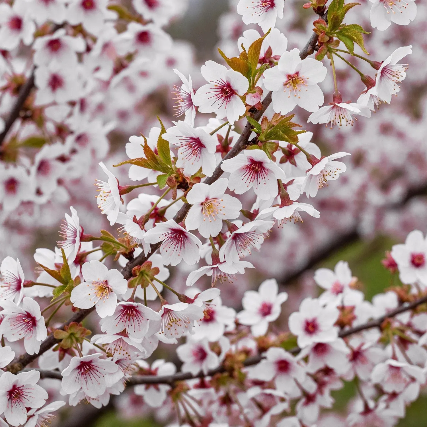 PLANT AND STORIES Prunus Koujou-no-mai cerisier 90 cm pot 19 cm