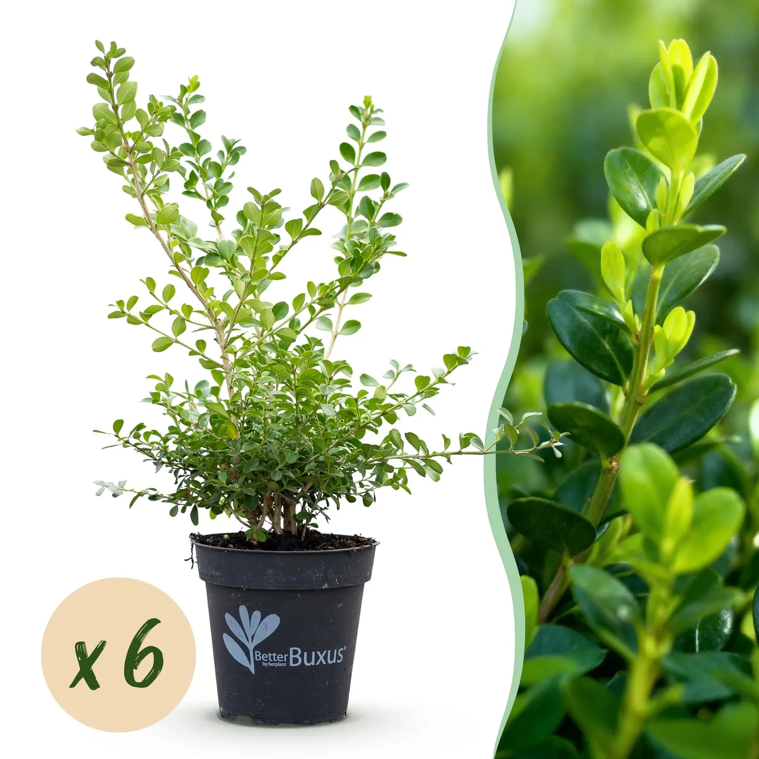 Plant and Stories Buis Babylon Beauty haie pot 13 cm lot 6 plants
