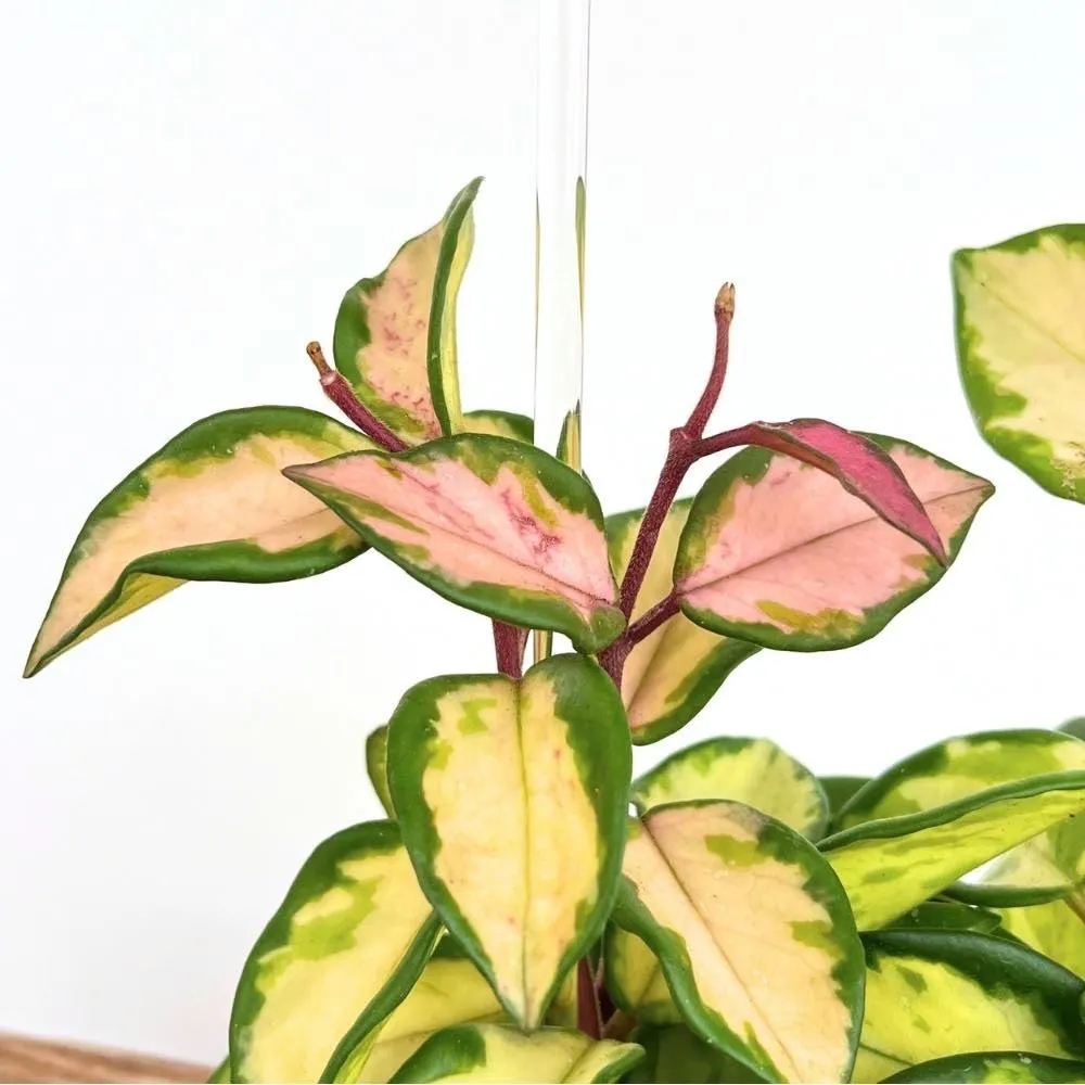 Plant and Stories Hoya tuteur arche acrylique transparent taille S