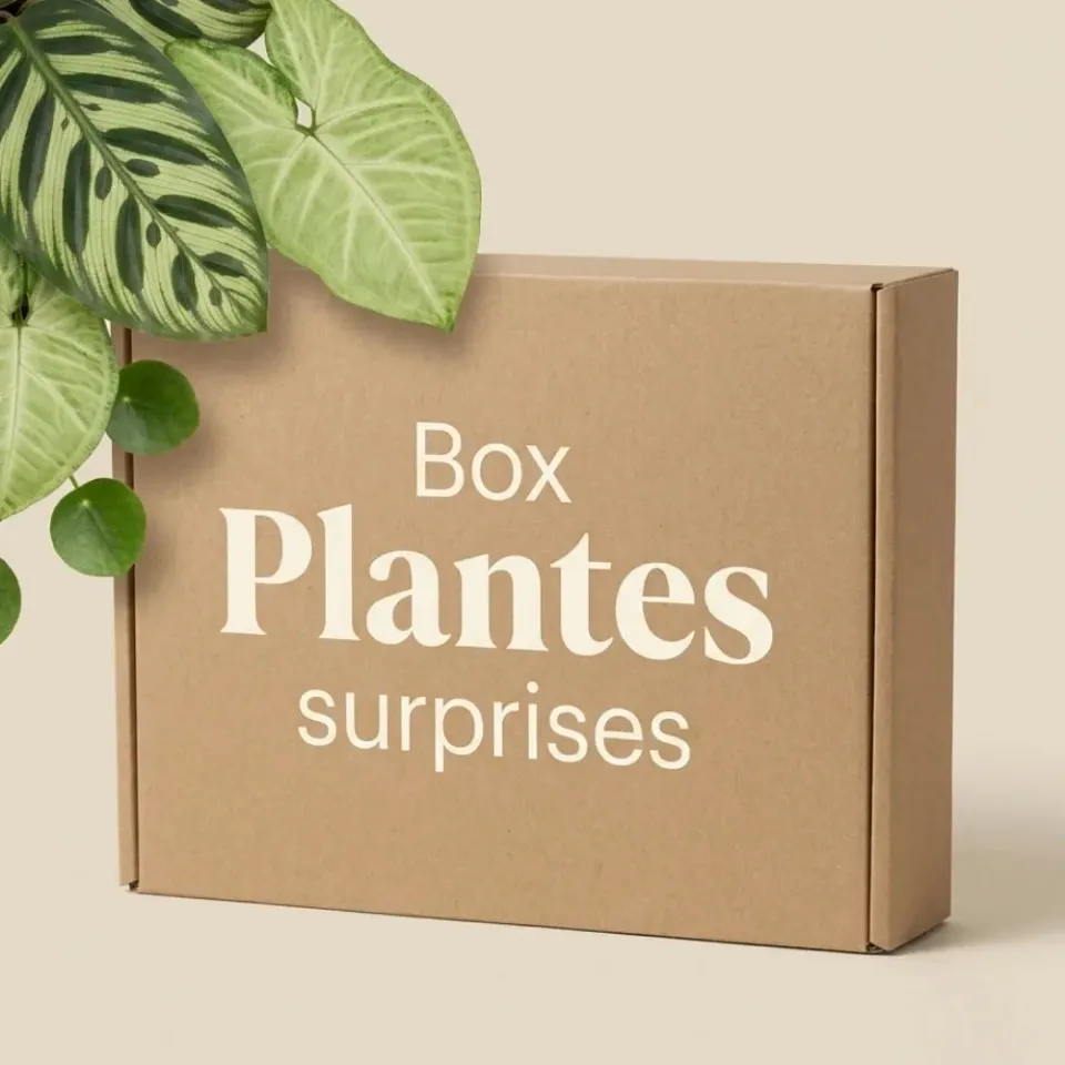 PLANT AND STORIES Box Plantes mystères 3 plantes intérieur
