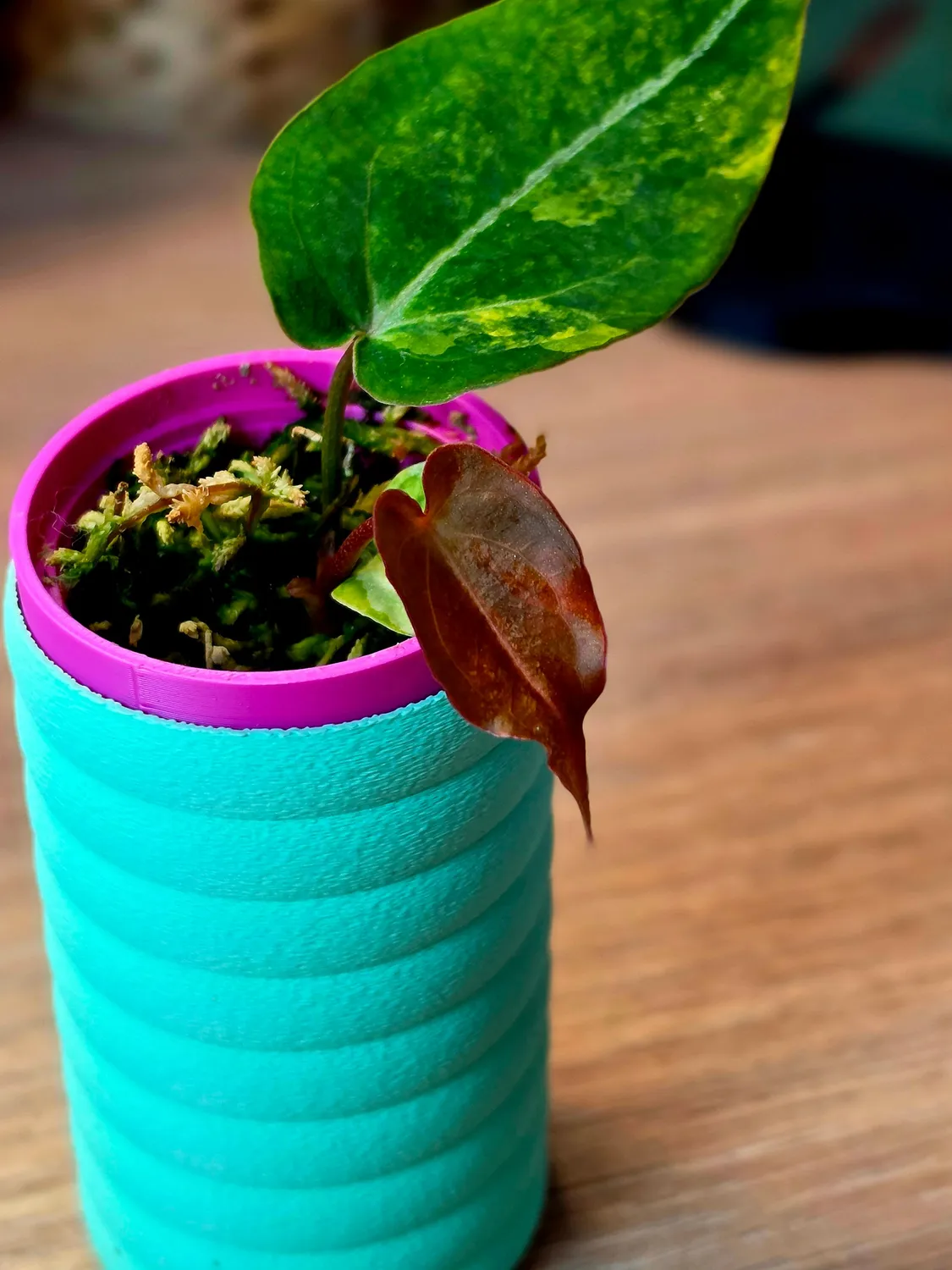 plant.ess Papillilaminum LA05 anthurium panaché clone 2 feuilles