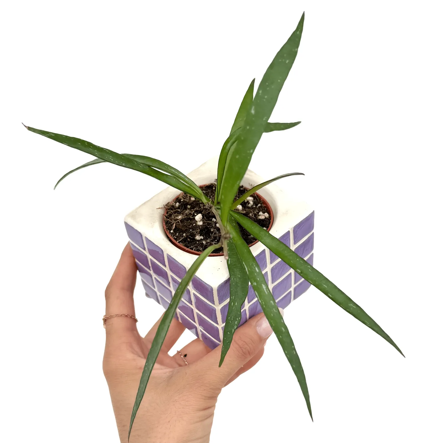 Plant and Stories Hoya Mirabilis plante d’intérieur pot 6cm velours