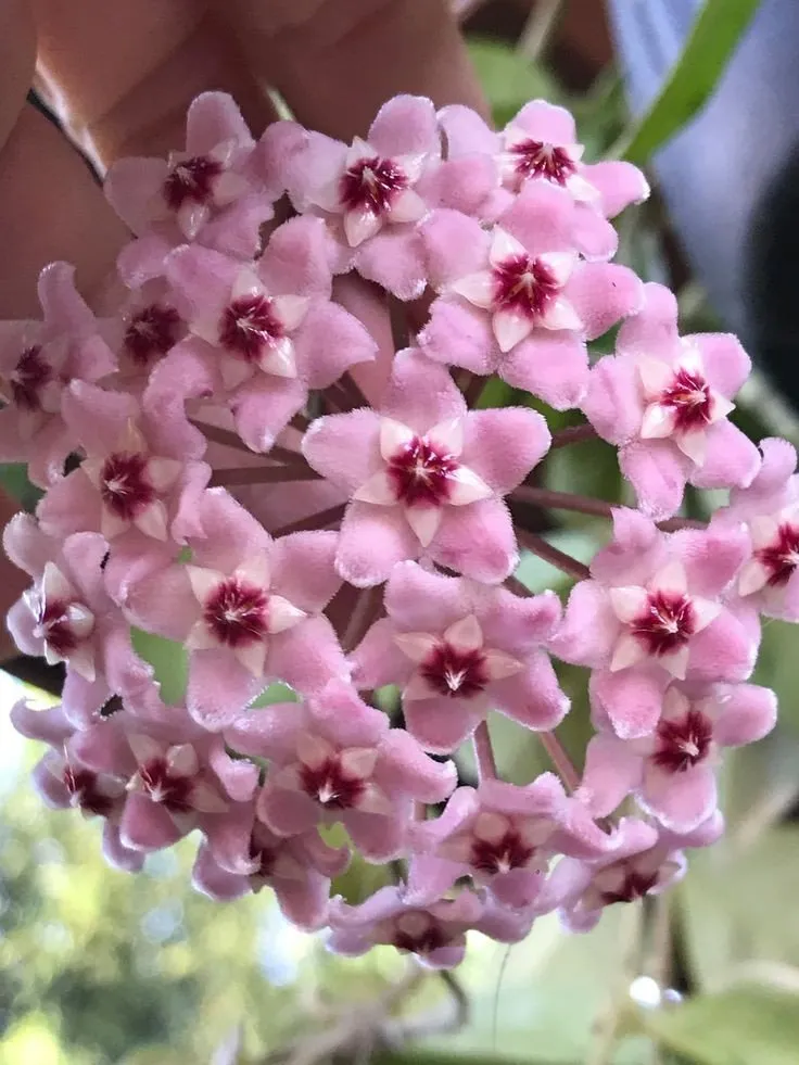 Plant and Stories Hoya Carnosa Krimson Princess plante pot 6 cm