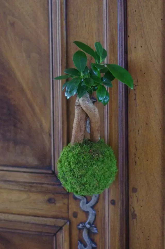 Aquaphyte Kokedama Loropéni ficus ginseng bonsaï