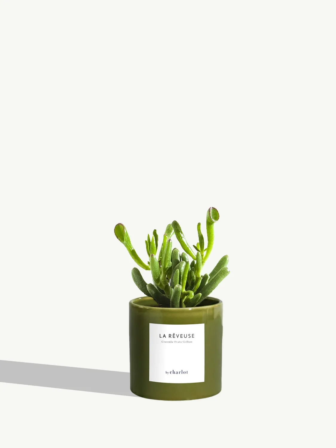 By Charlot La Rêveuse petite plante succulente XS crassula
