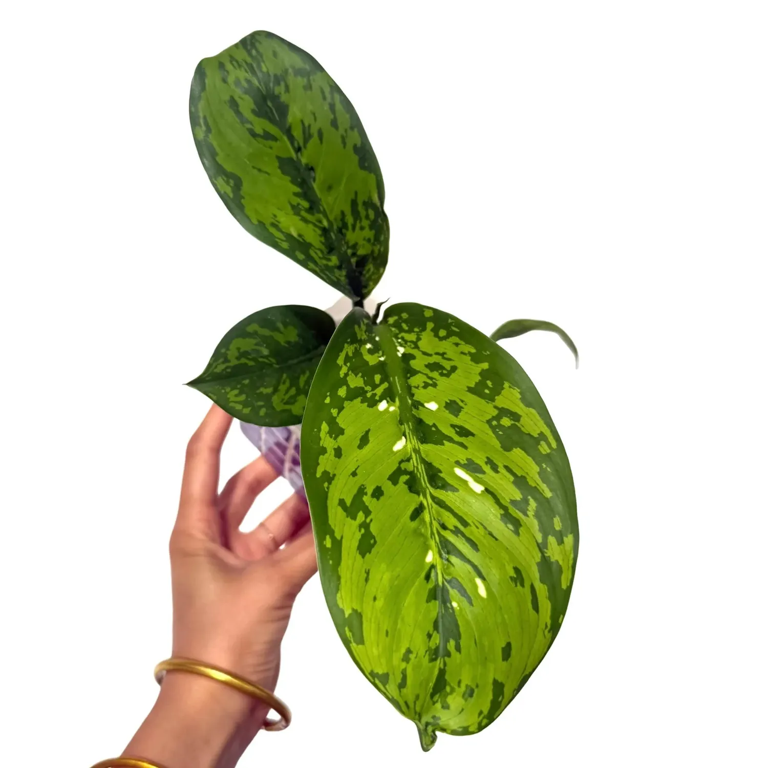 Plant and Stories Dieffenbachia Crocodile plante pot 6 cm verte