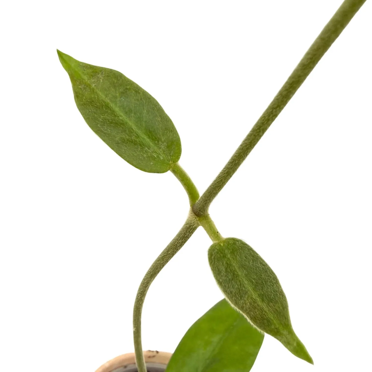 PLANT AND STORIES Hoya Albiflora plante d'intérieur pot 9cm