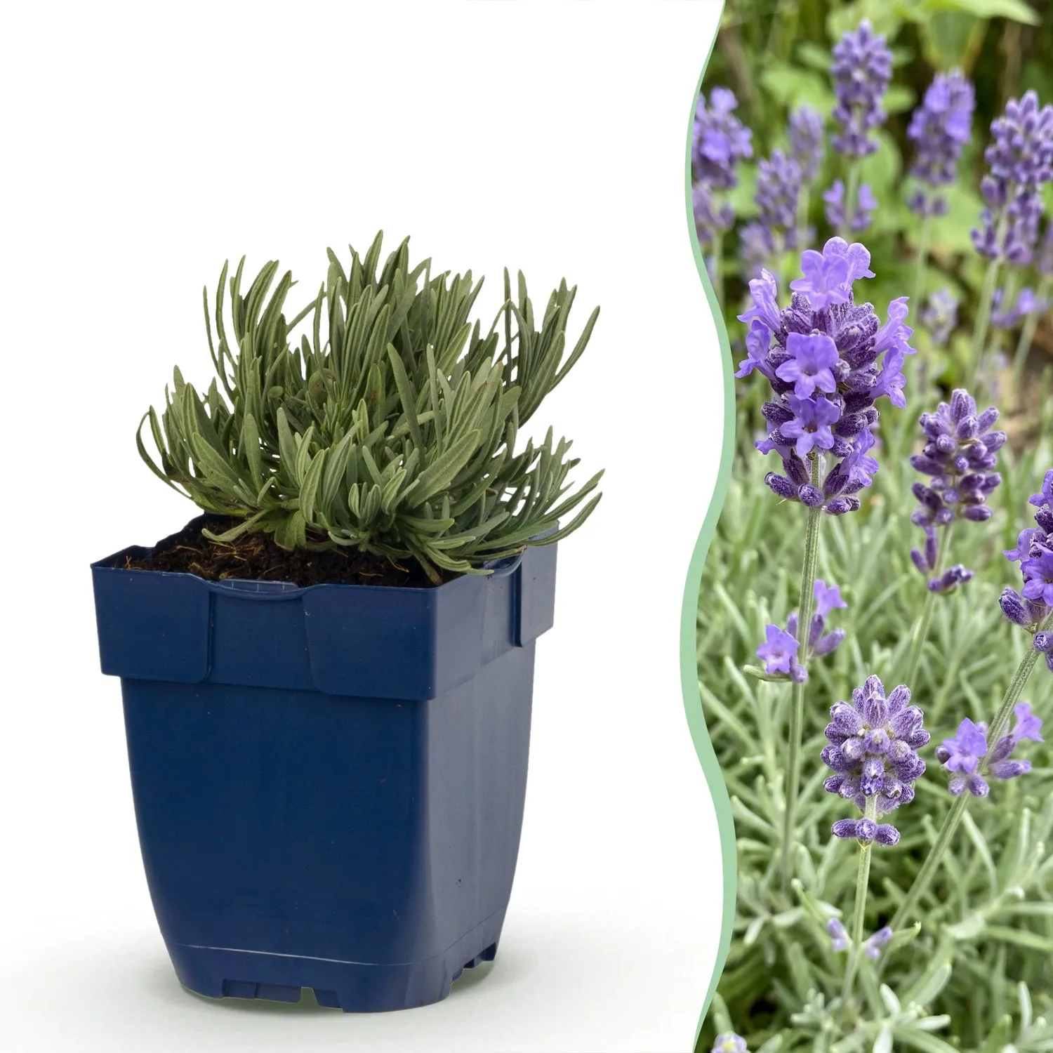 Plant and Stories lavande Dwarf Blue pot 11 cm 6 plants parfumée