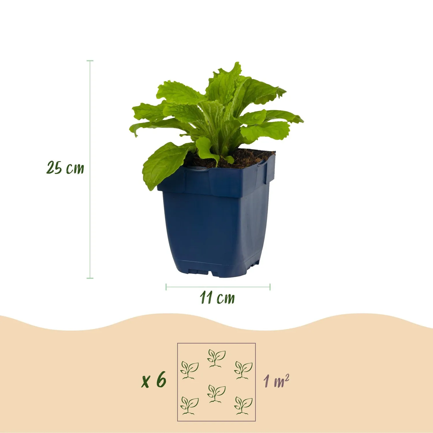 Plant and Stories Digitale Dalmatian Purple vivace pot 11cm 1 plant