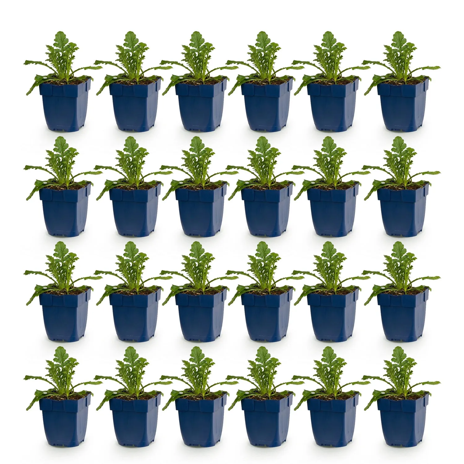 Plant and Stories Scabieuse Butterfly Blue vivace pot 11 cm bleue
