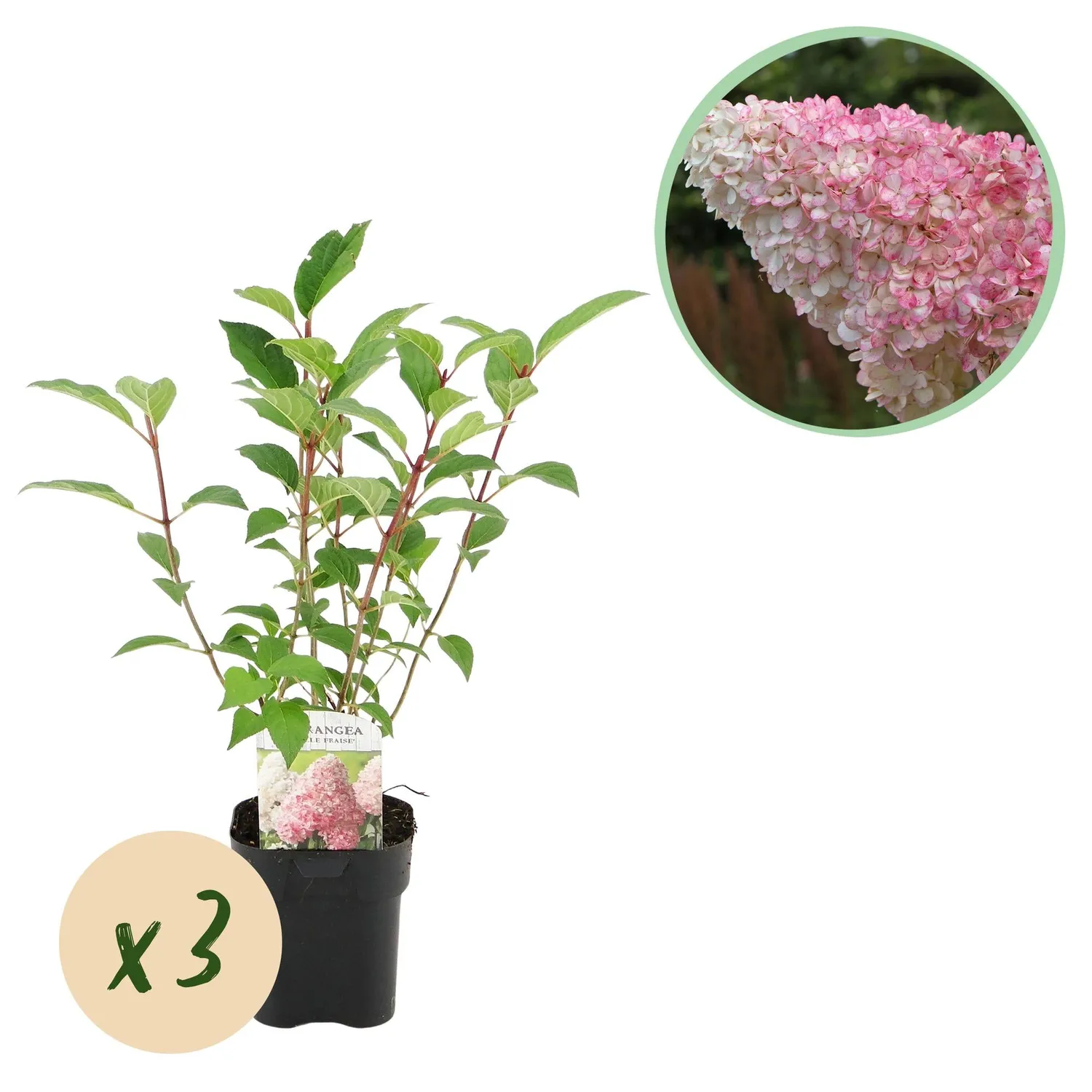 Plant and Stories Hortensia Vanille Fraise arbuste pot 17cm 1 plant