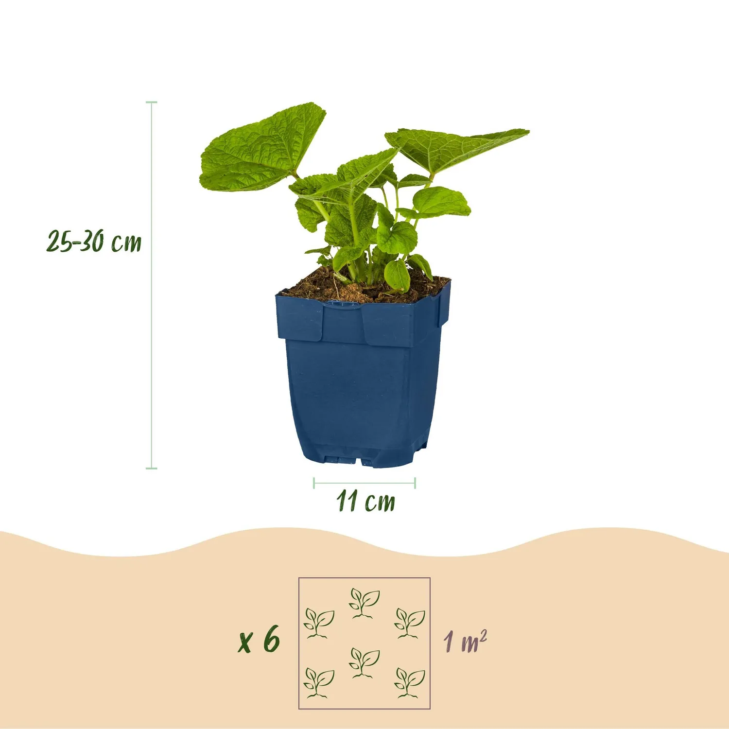 PLANT AND STORIES Pack vivaces blanches massif 24 plants pot 11 cm
